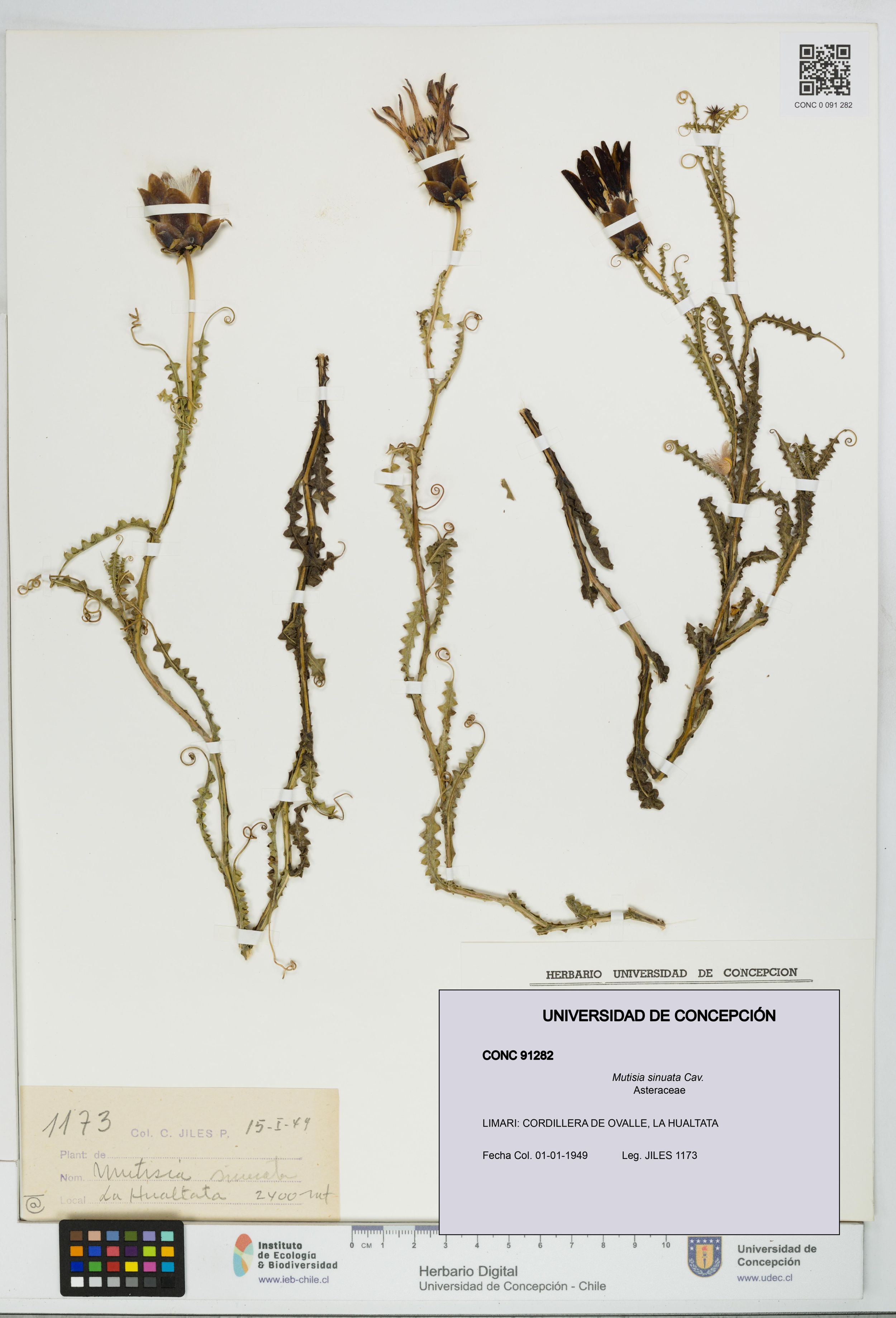 Mutisia sinuata [Espécimen: ]