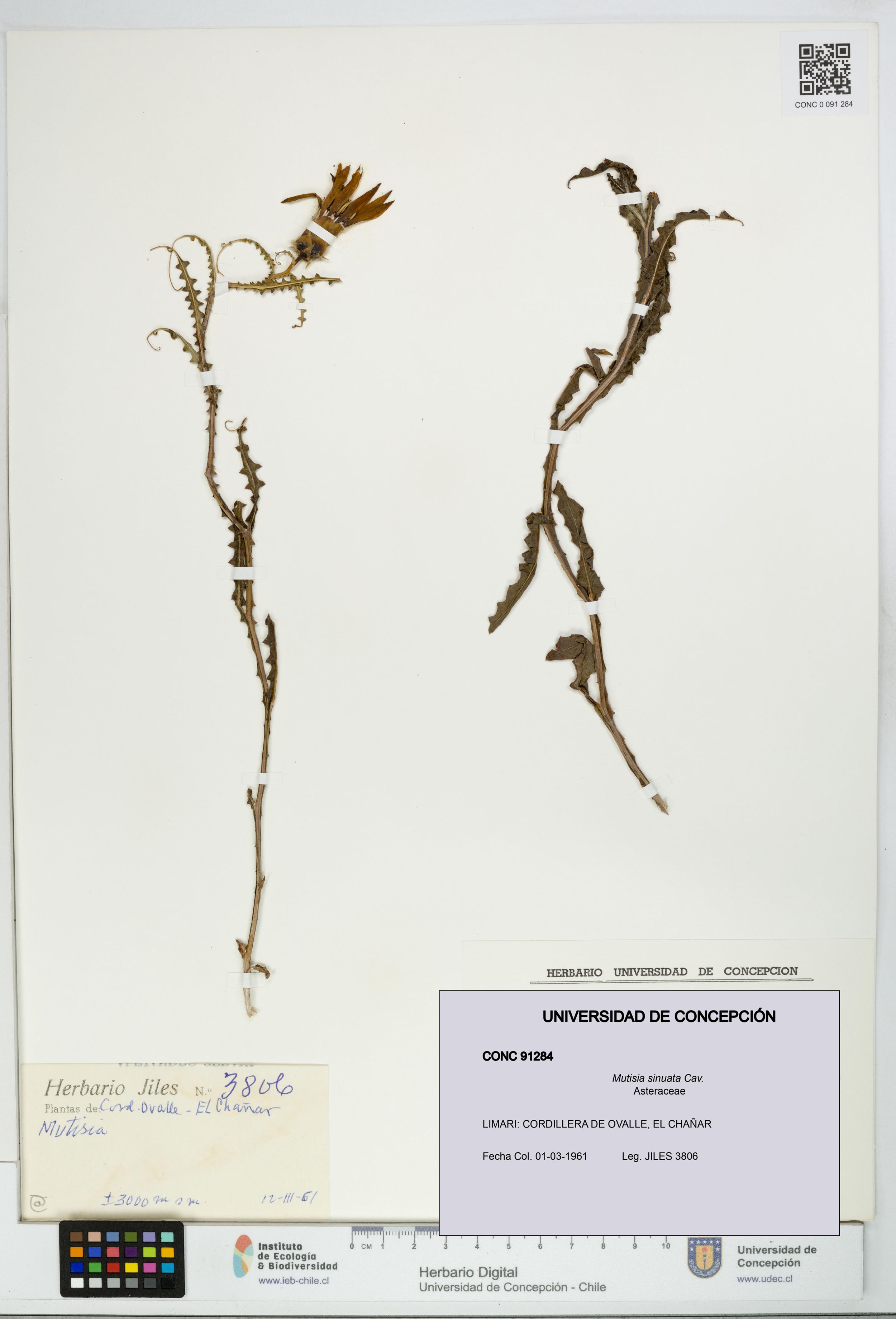 Mutisia sinuata [Espécimen: ]