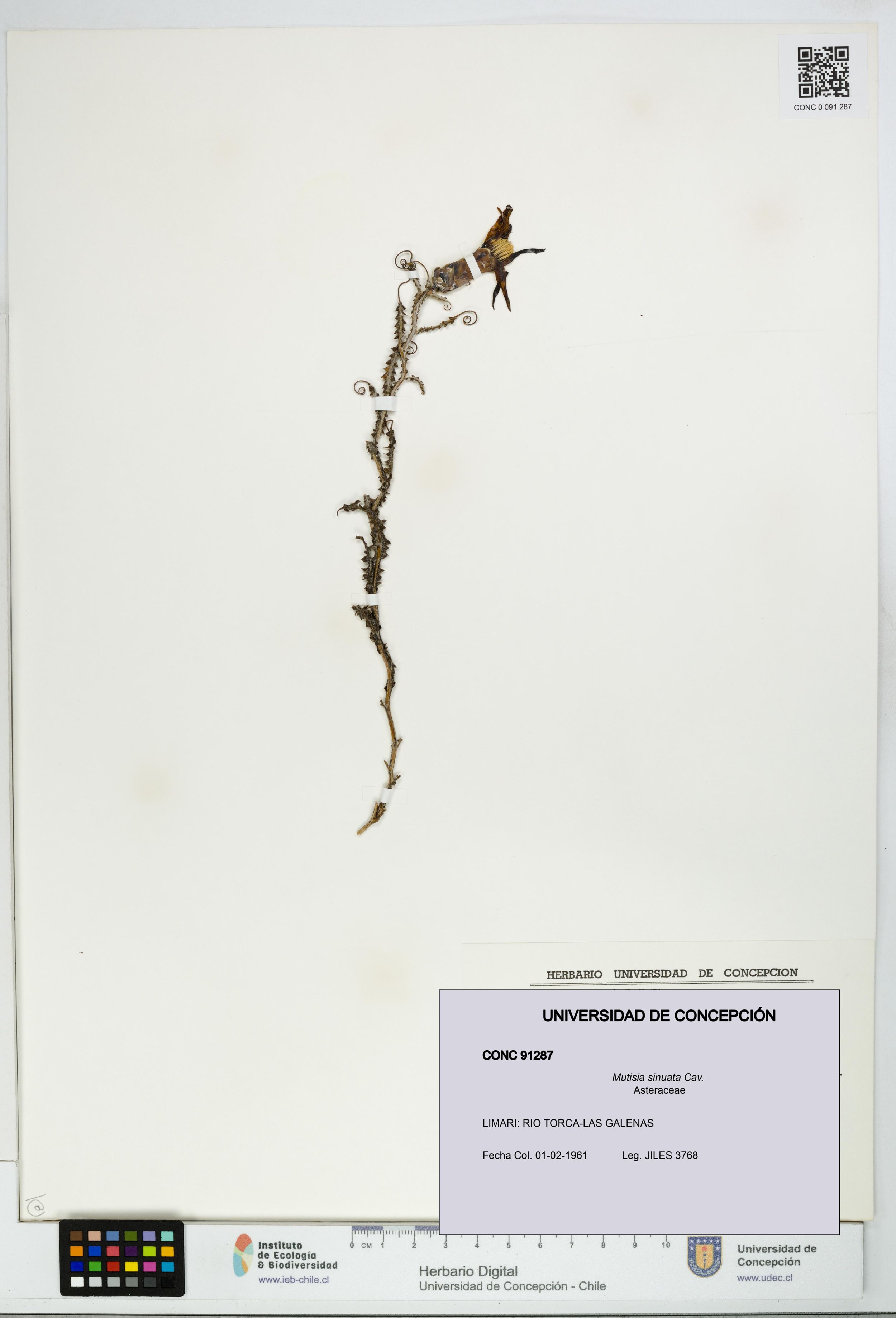 Mutisia sinuata [Espécimen: ]