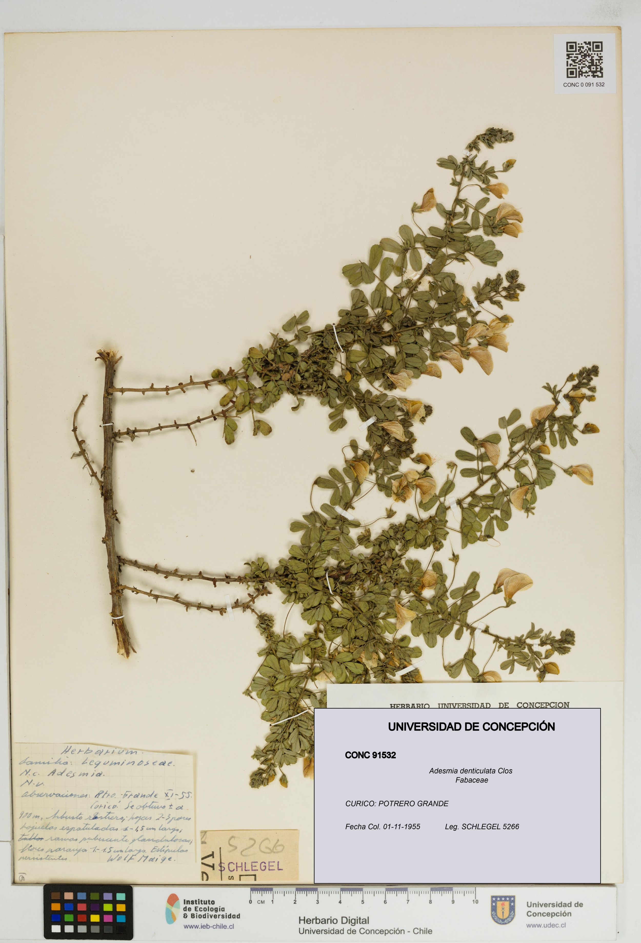 Adesmia denticulata [Espécimen: ]