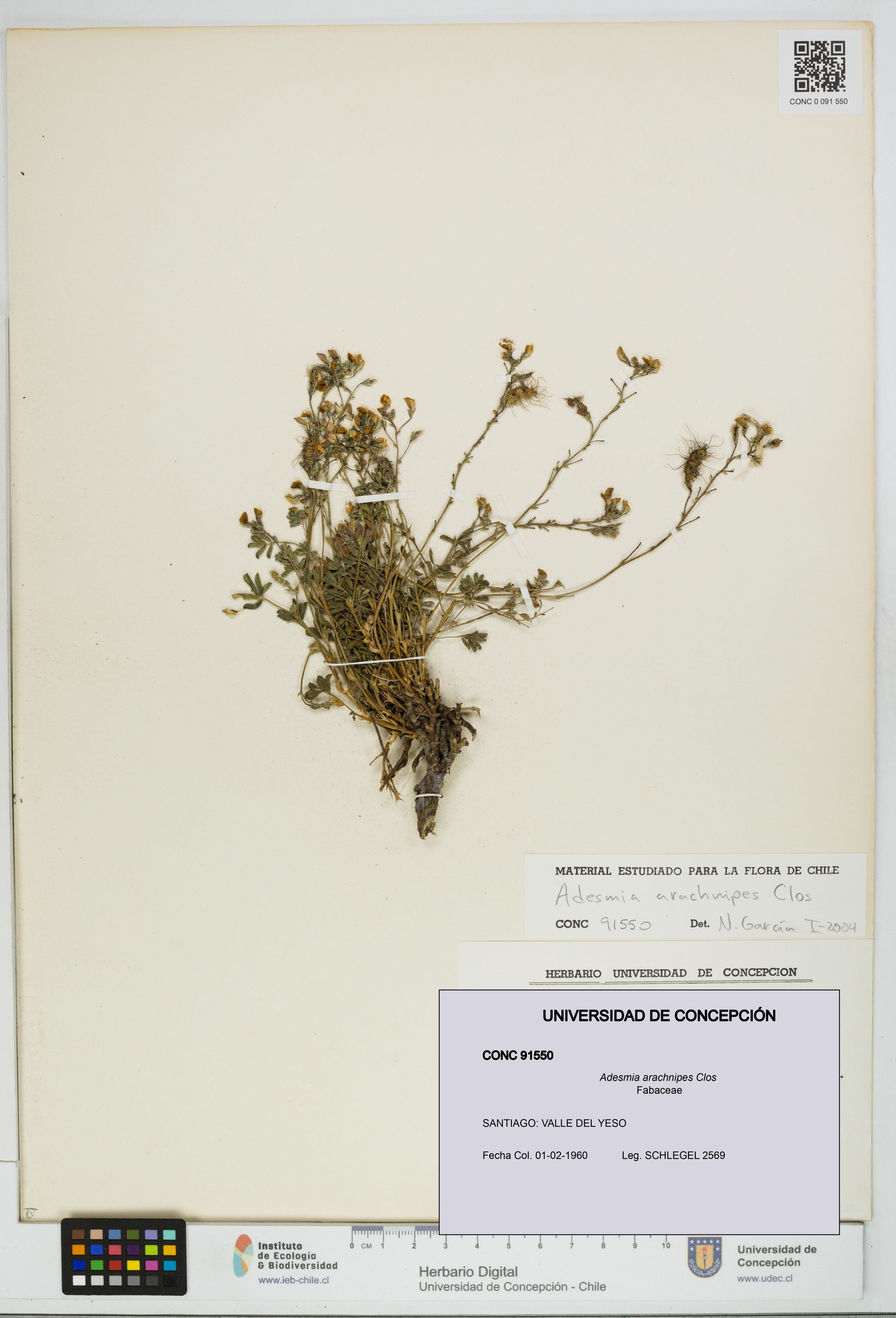 Adesmia arachnipes [Espécimen: ]