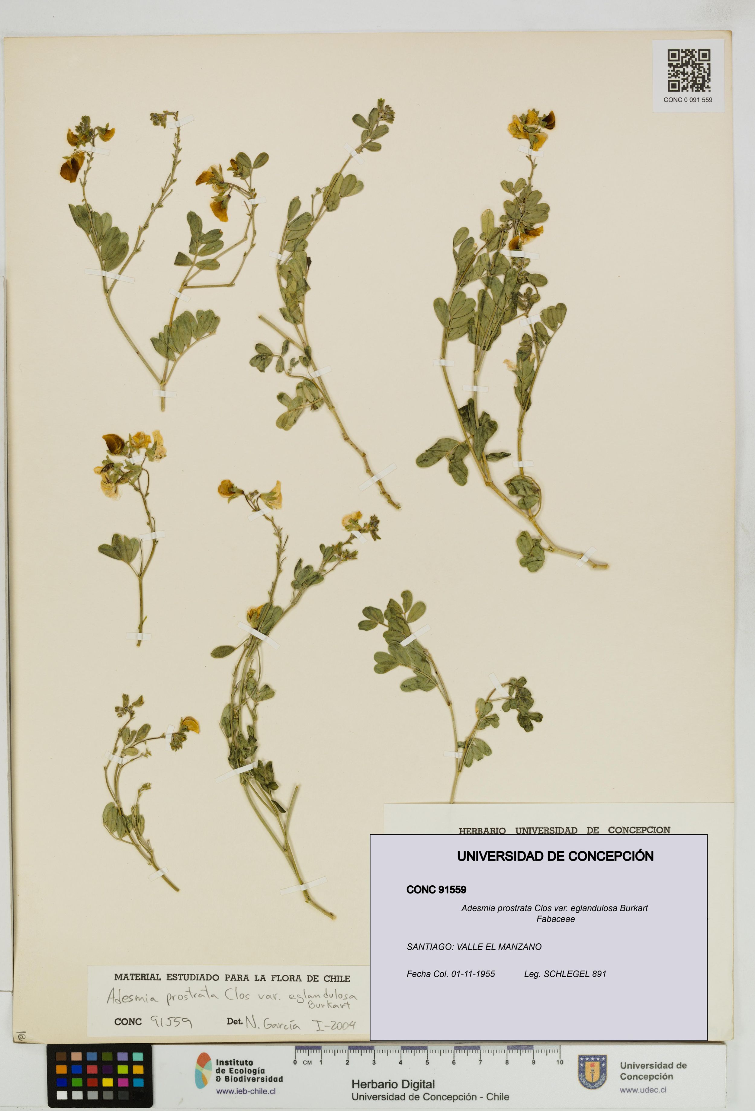 Adesmia prostrata var. eglandulosa [Espécimen: ]