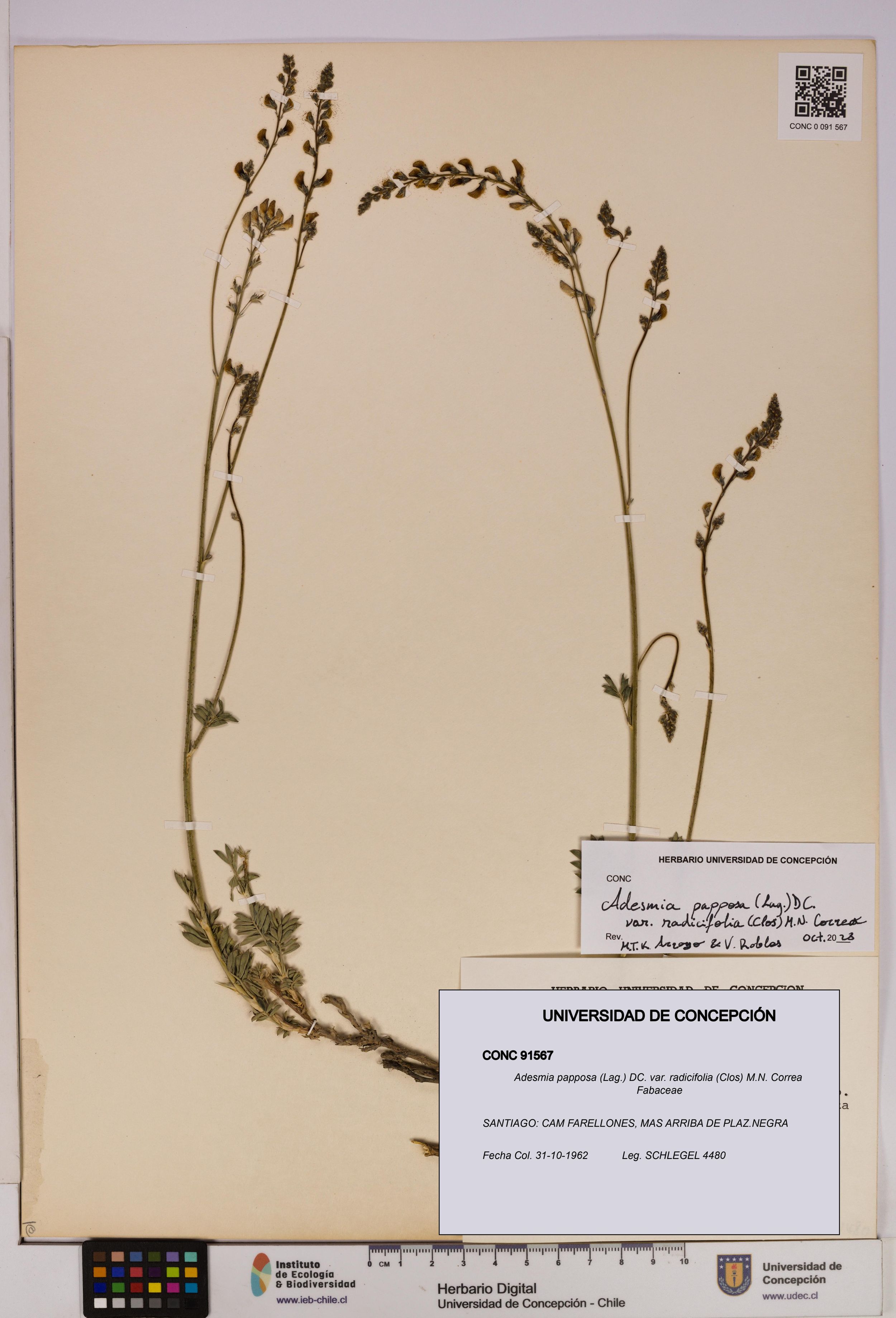 Adesmia papposa var. radicifolia [Espécimen: ]