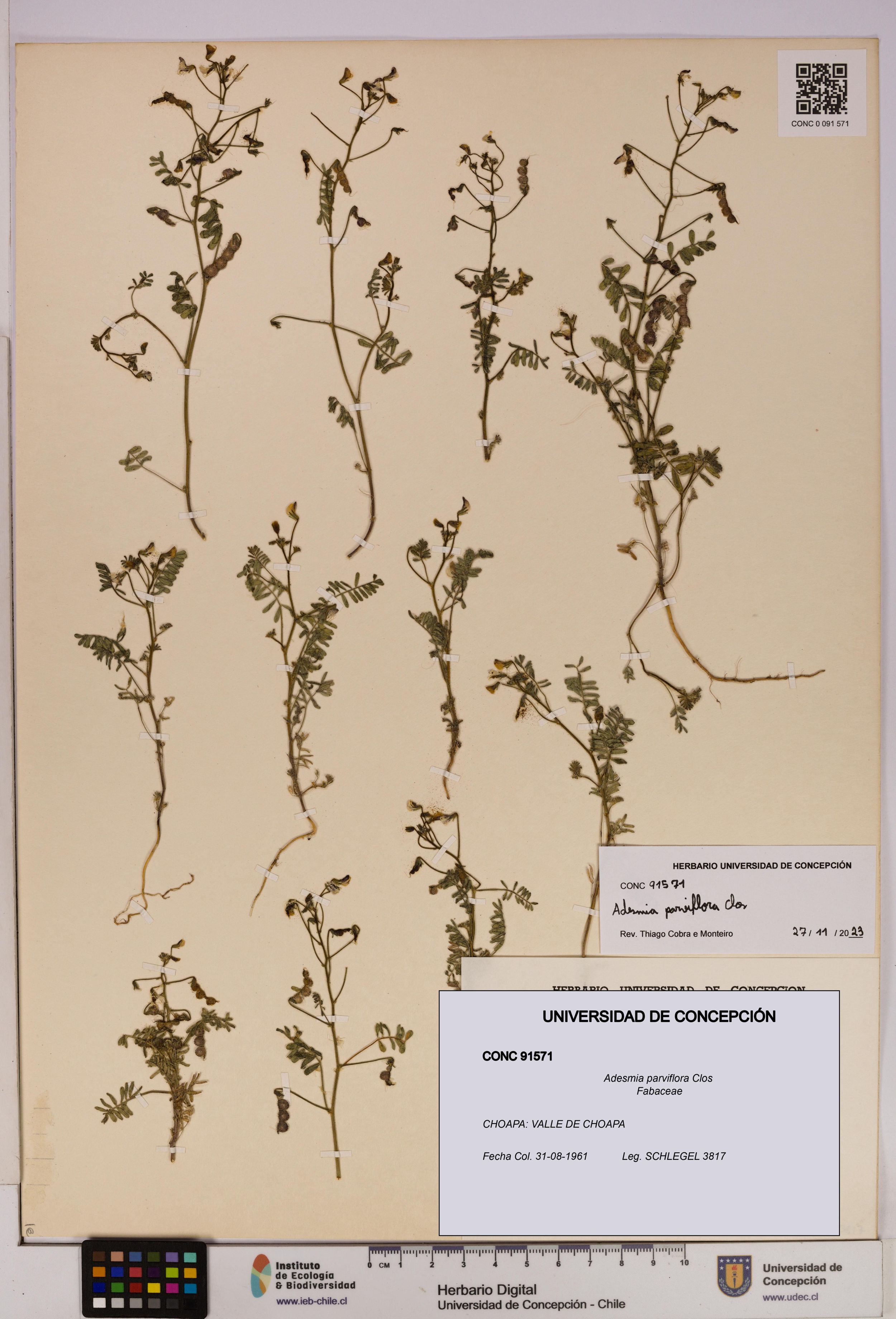 Adesmia parviflora [Espécimen: ]