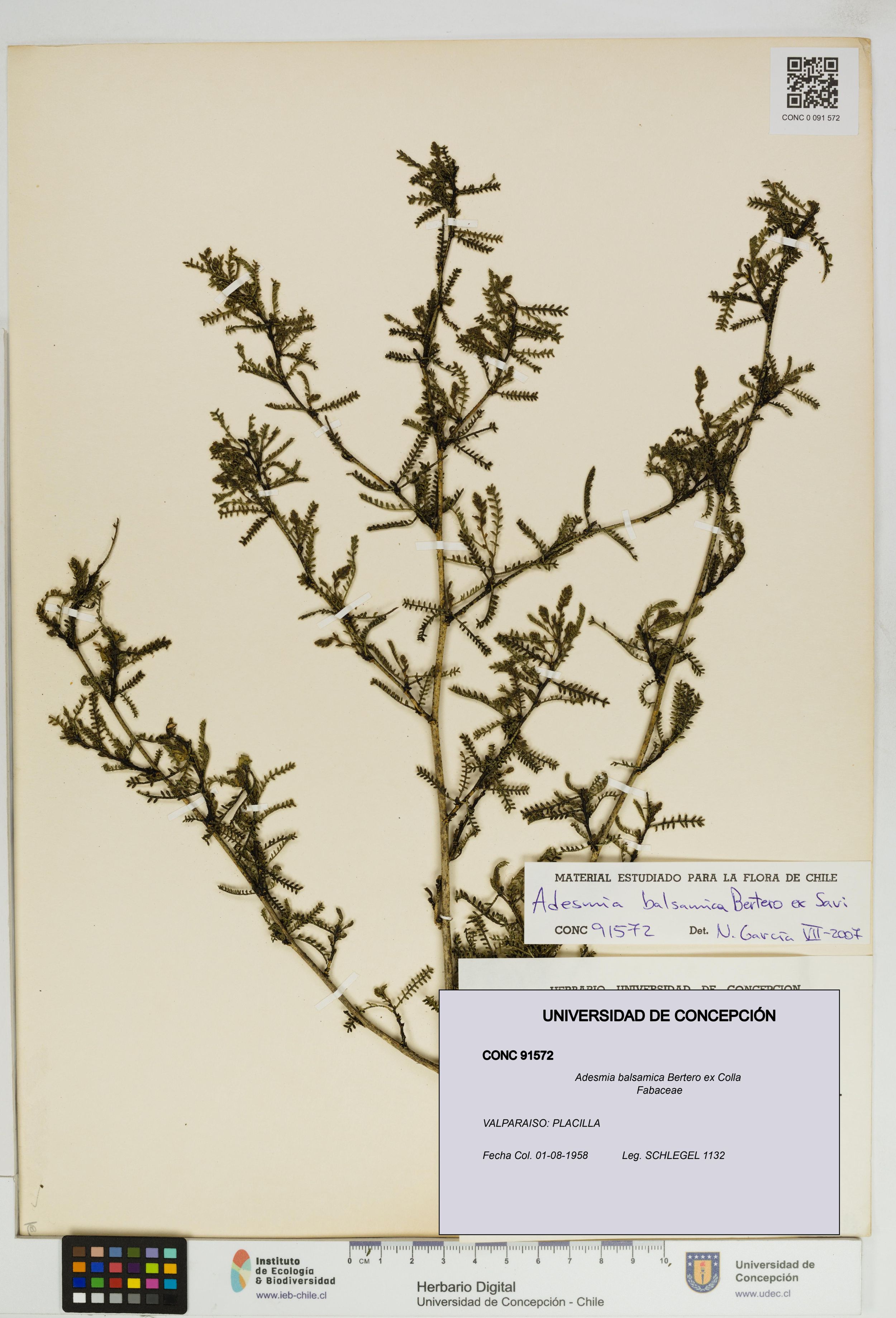 Adesmia balsamica [Espécimen: ]
