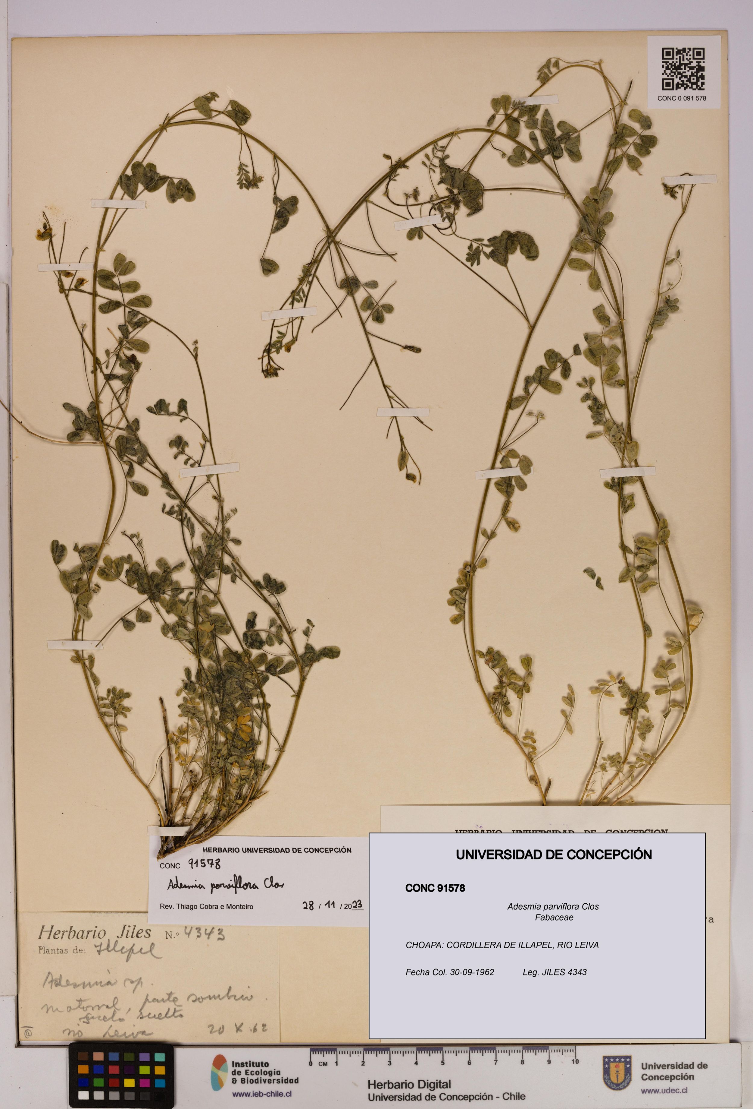 Adesmia parviflora [Espécimen: ]