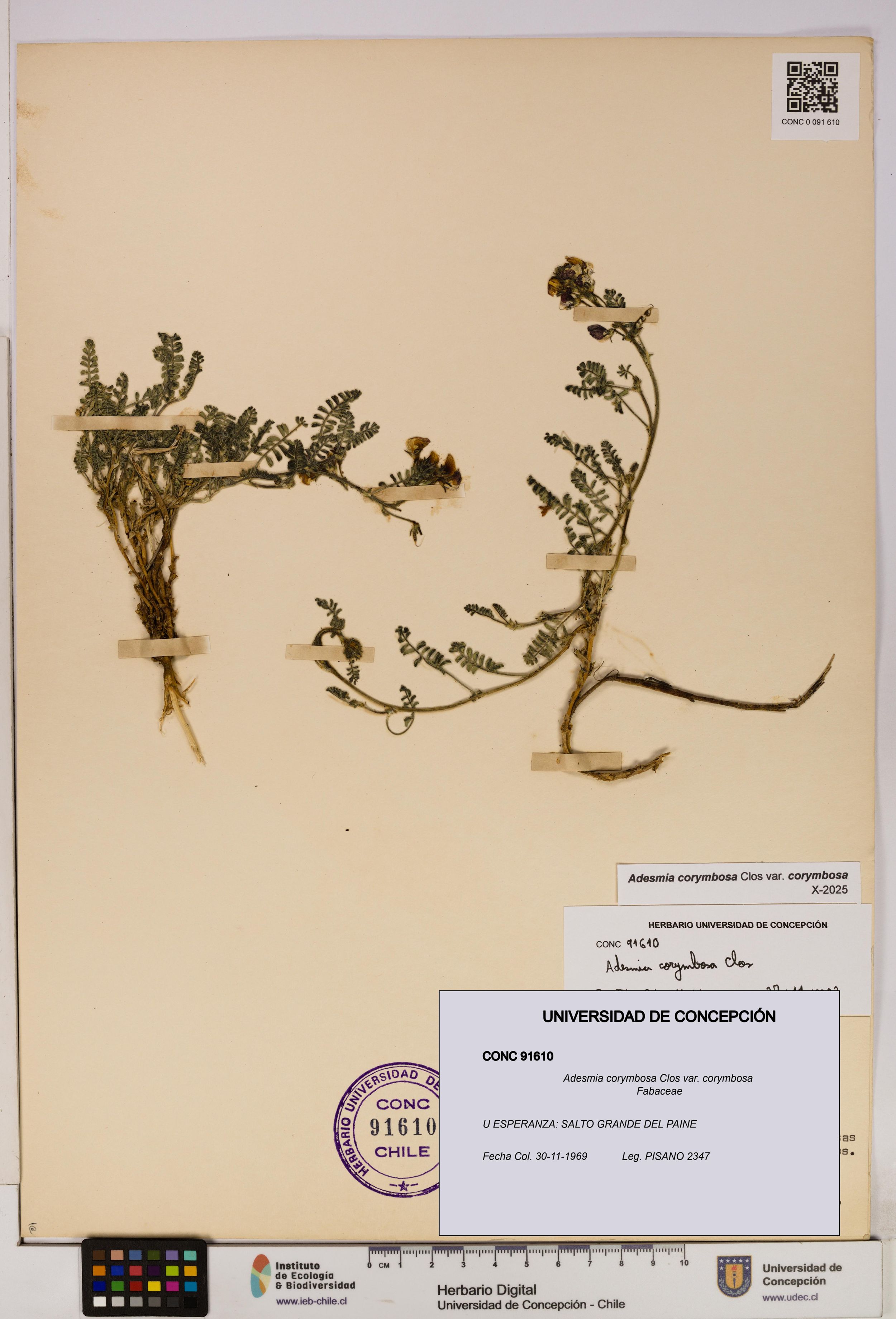 Adesmia corymbosa var. corymbosa [Espécimen: ]
