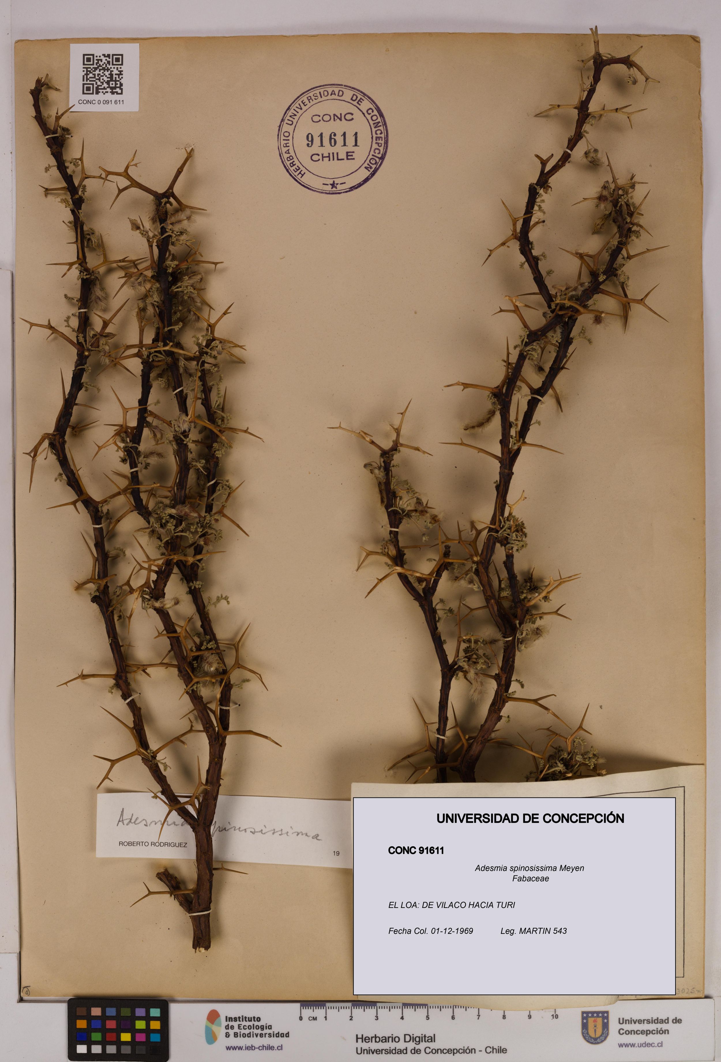 Adesmia spinosissima [Espécimen: ]
