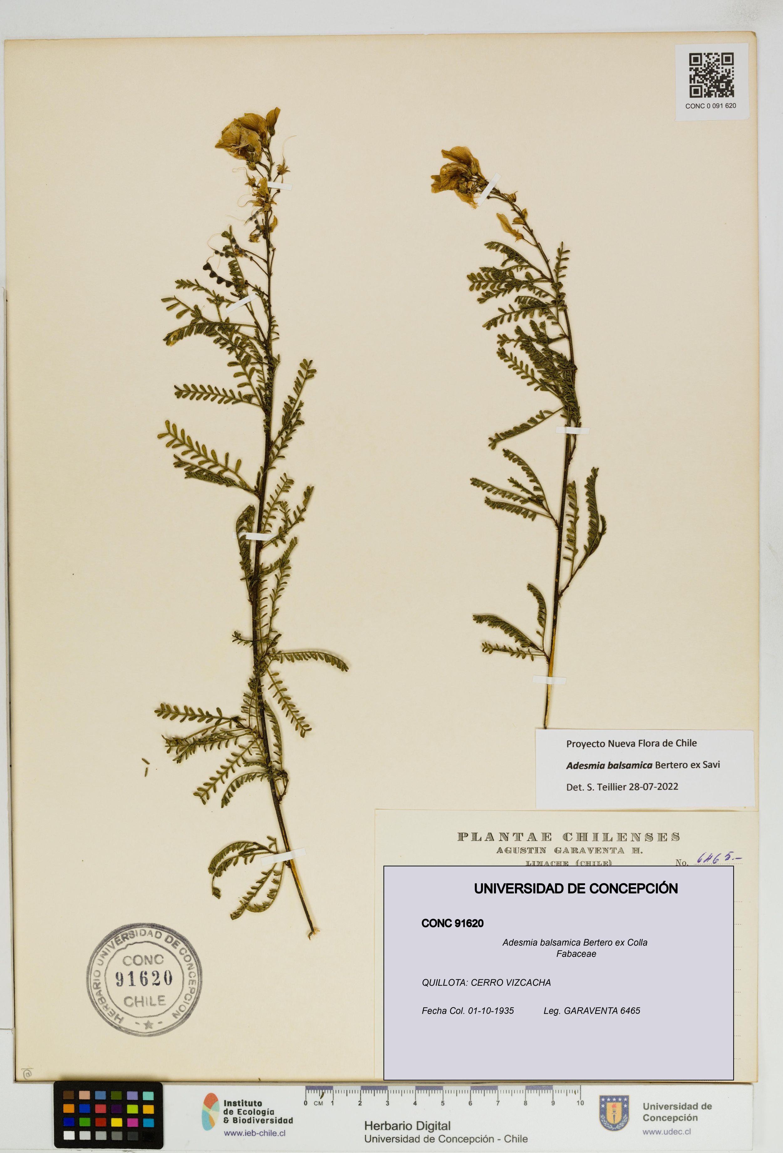 Adesmia balsamica [Espécimen: ]