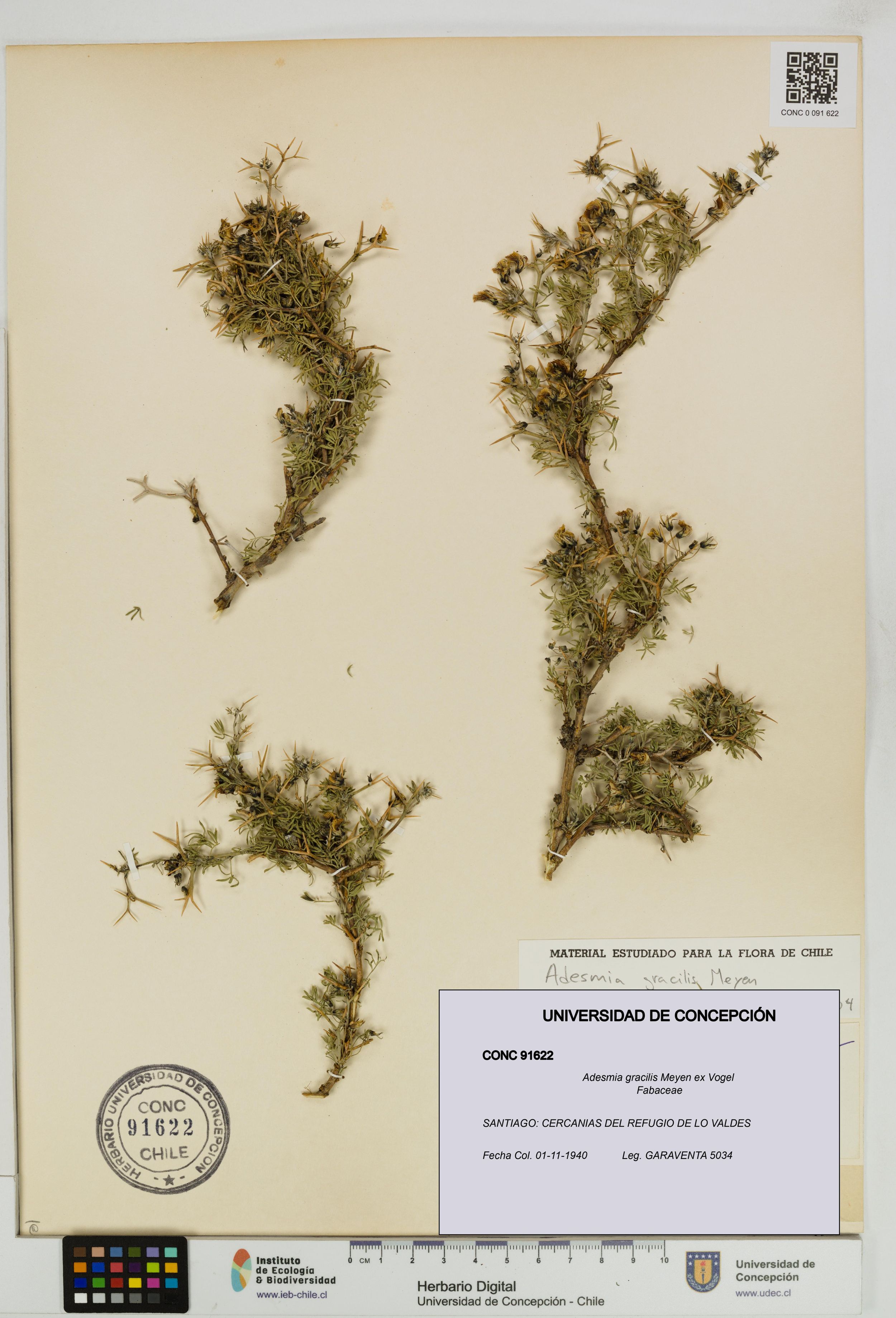Adesmia gracilis [Espécimen: ]