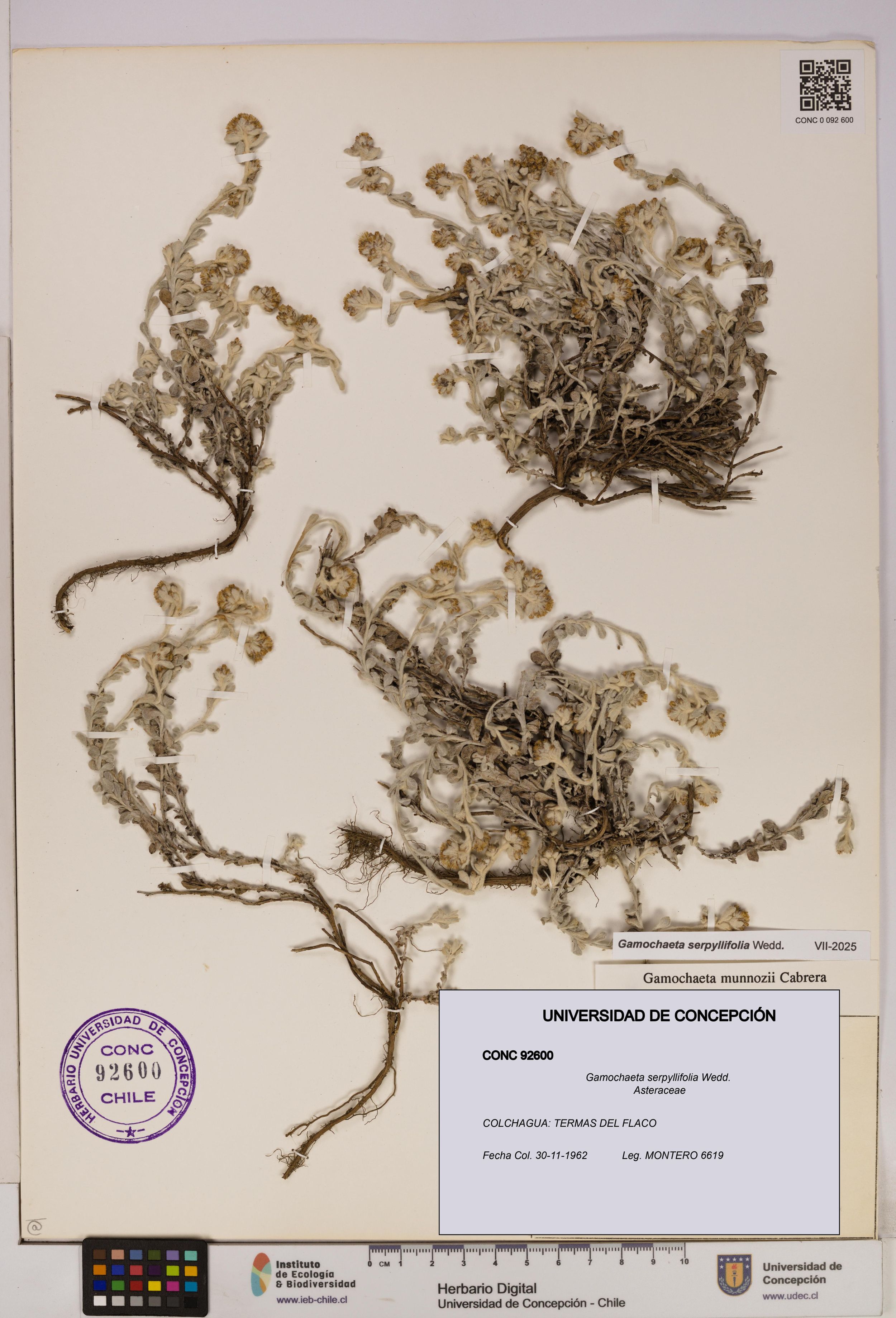 Gamochaeta serpyllifolia [Espécimen: ]
