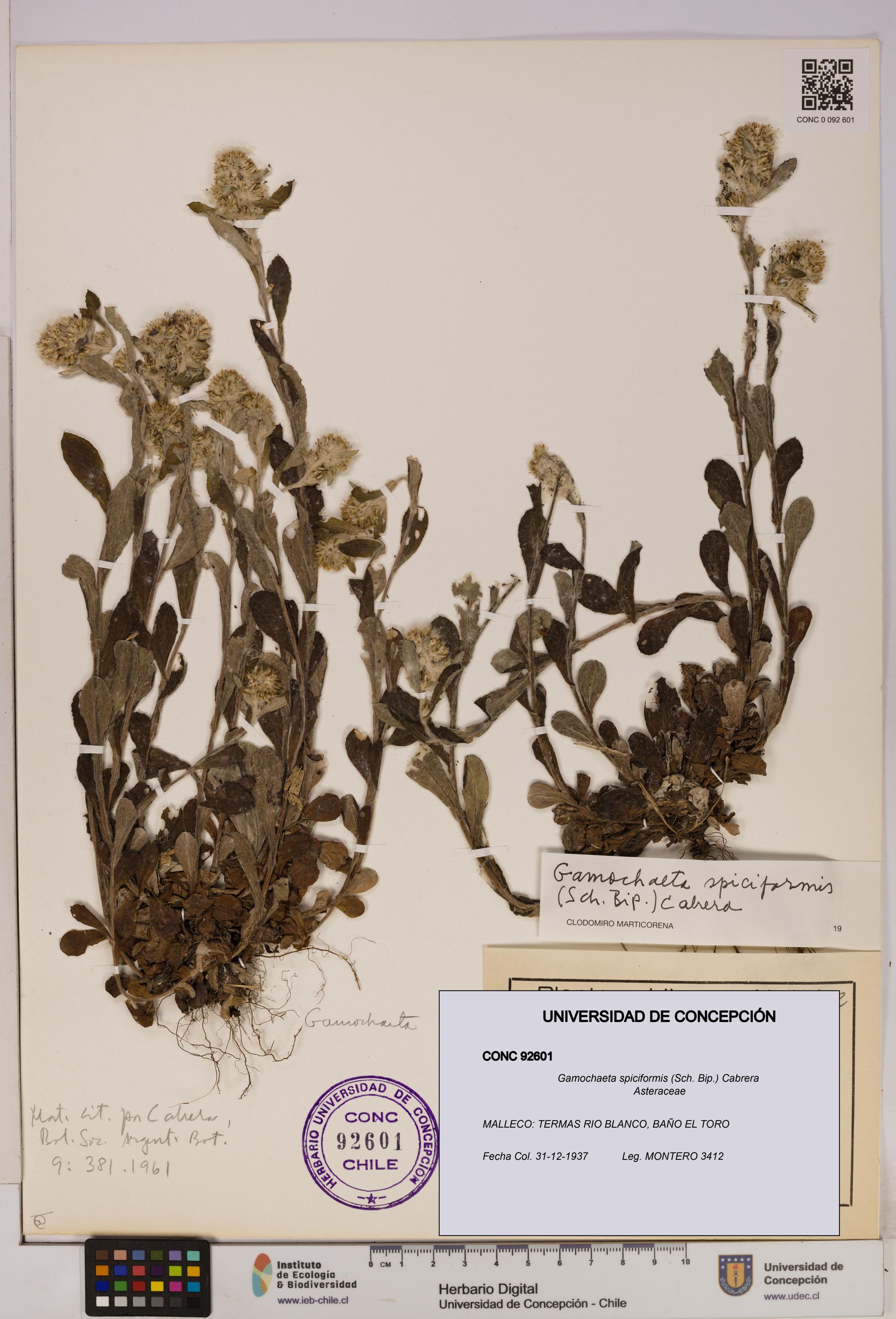 Gamochaeta spiciformis [Espécimen: ]