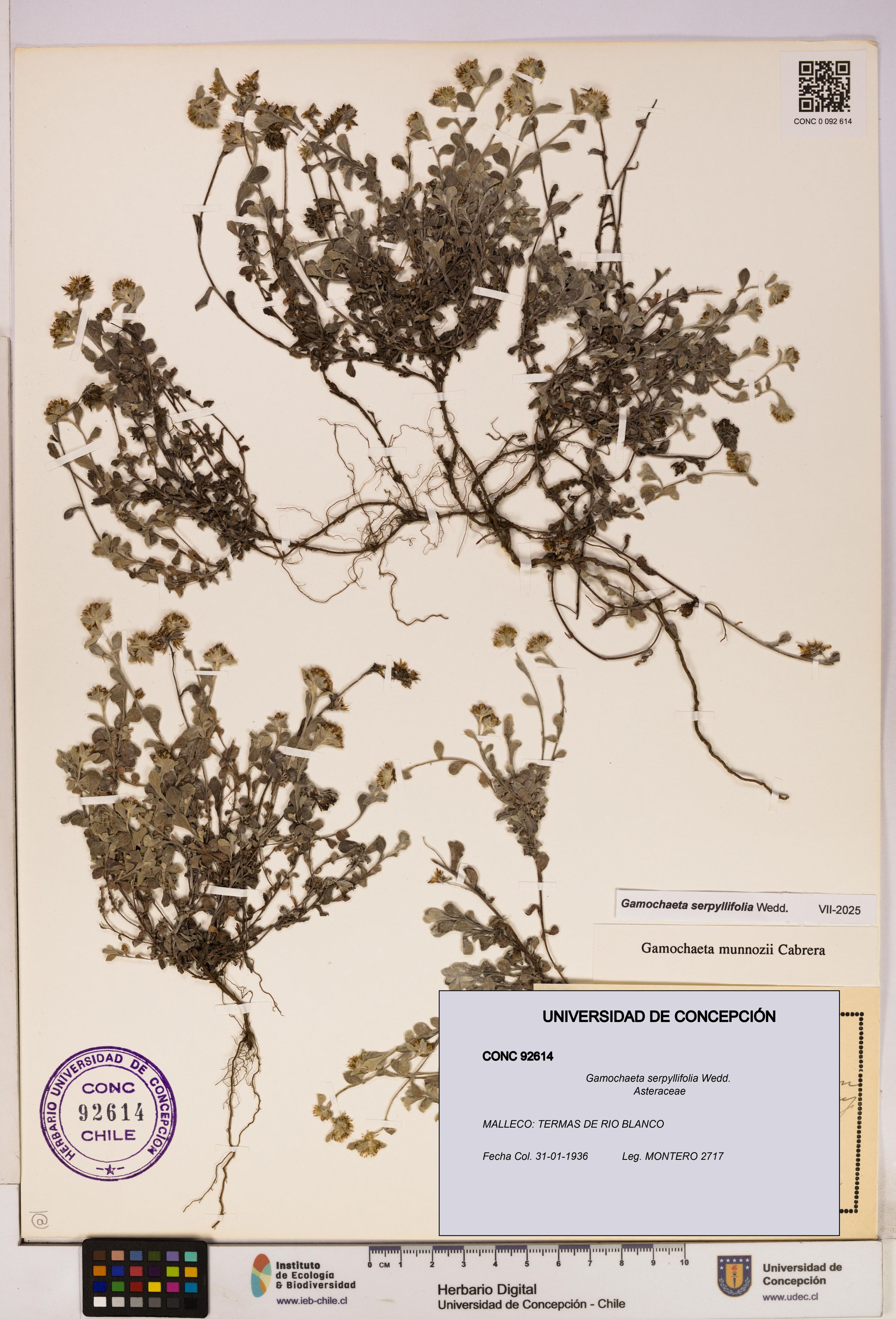 Gamochaeta serpyllifolia [Espécimen: ]