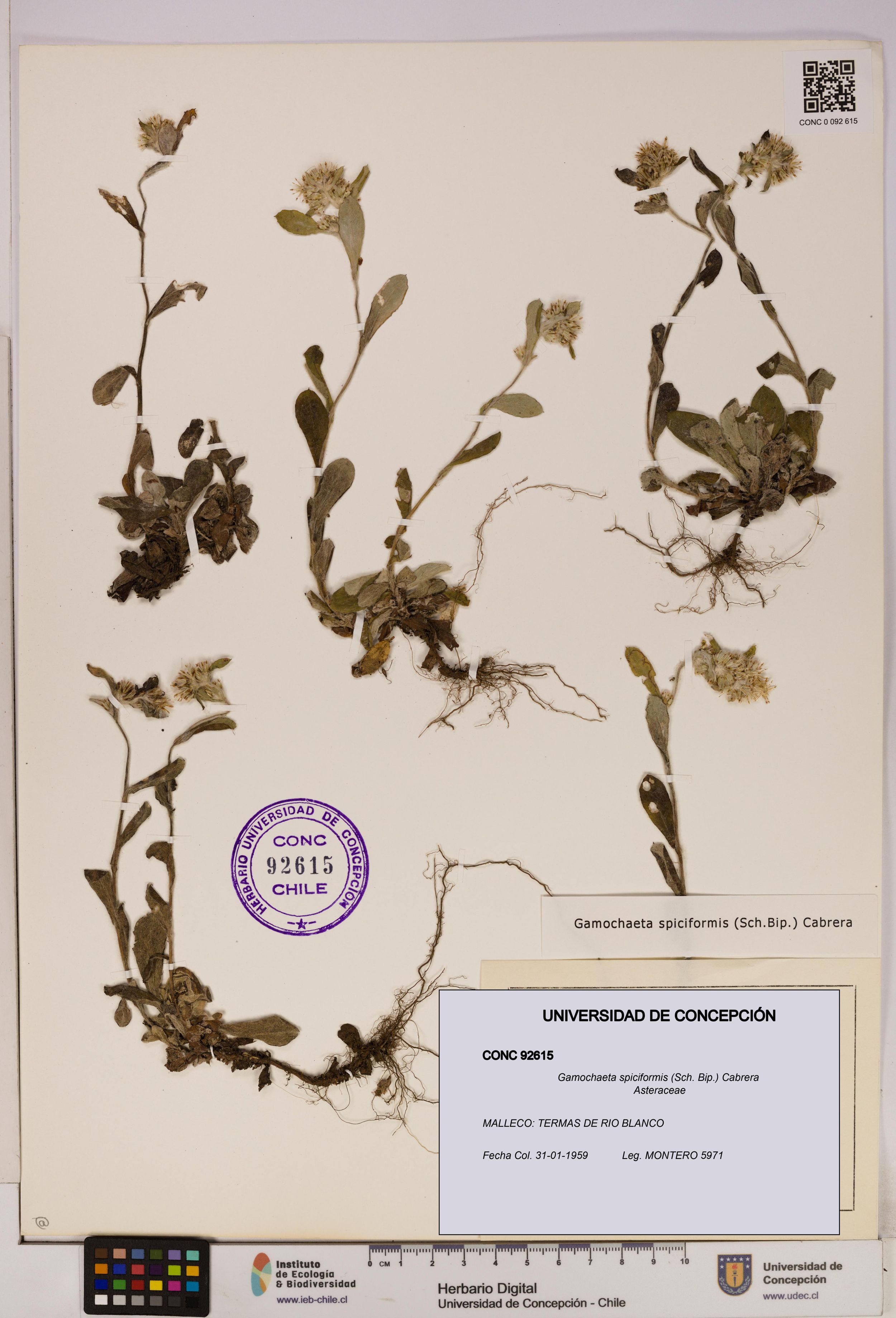Gamochaeta spiciformis [Espécimen: ]