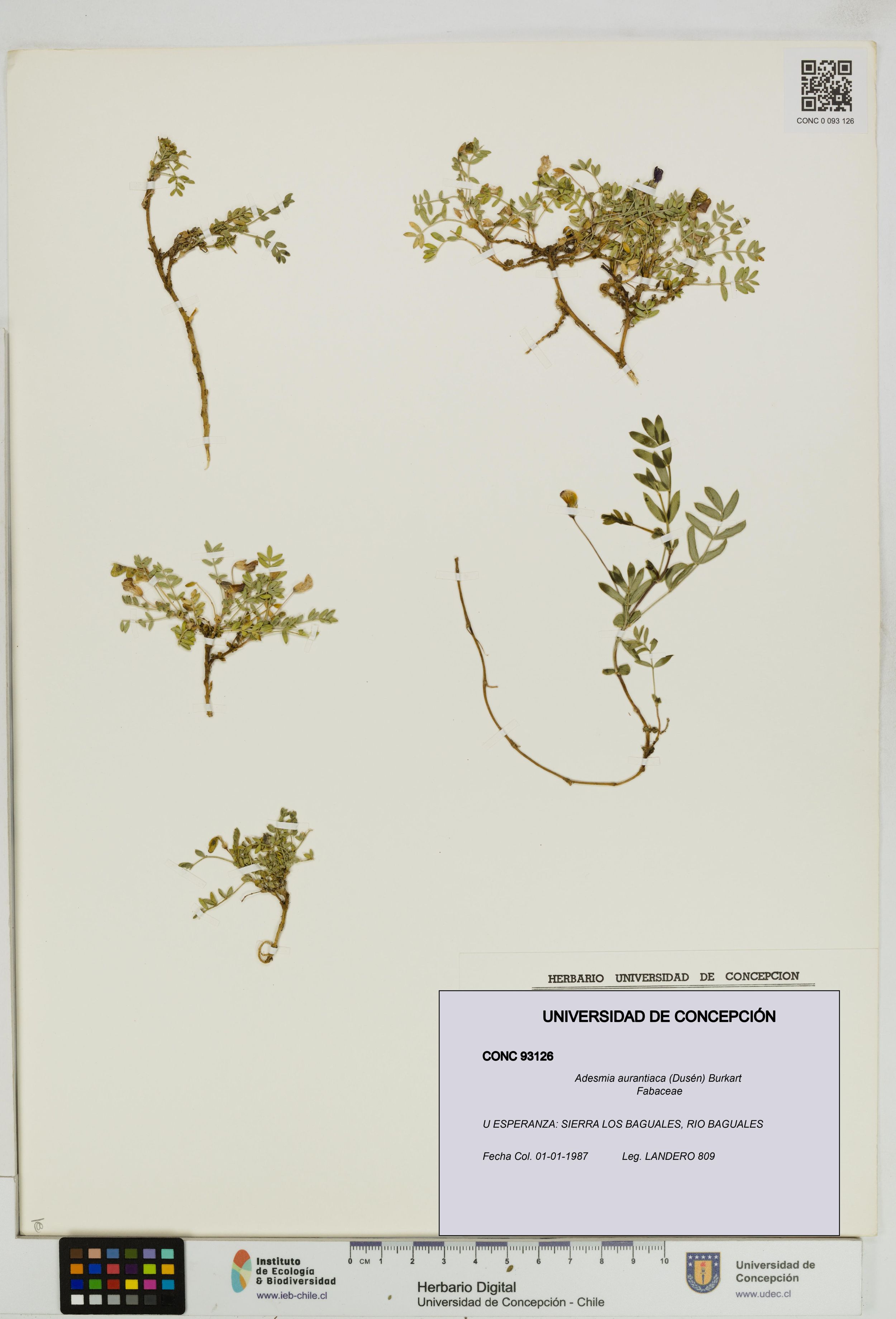 Adesmia aurantiaca [Espécimen: ]