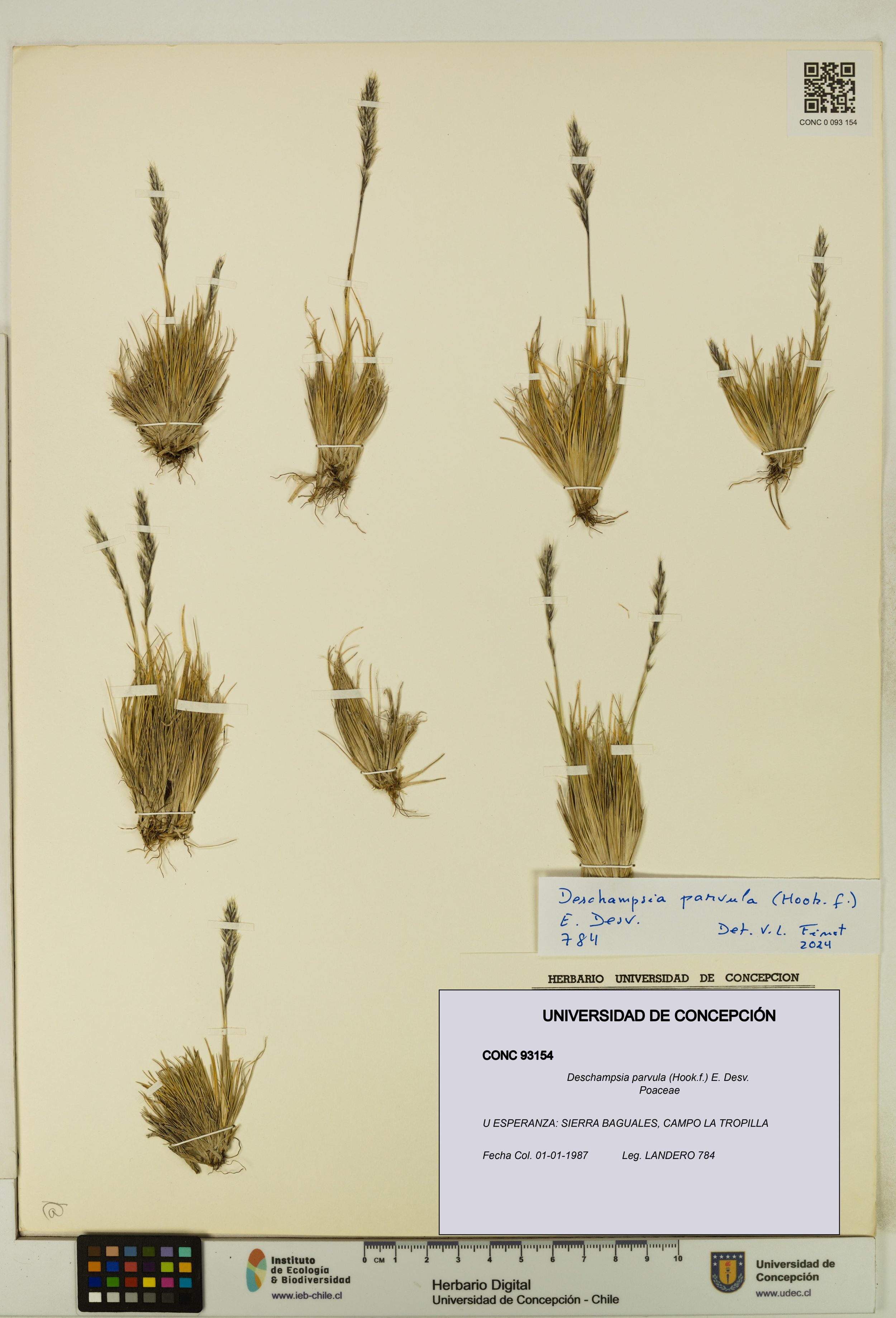 Deschampsia parvula [Espécimen: ]
