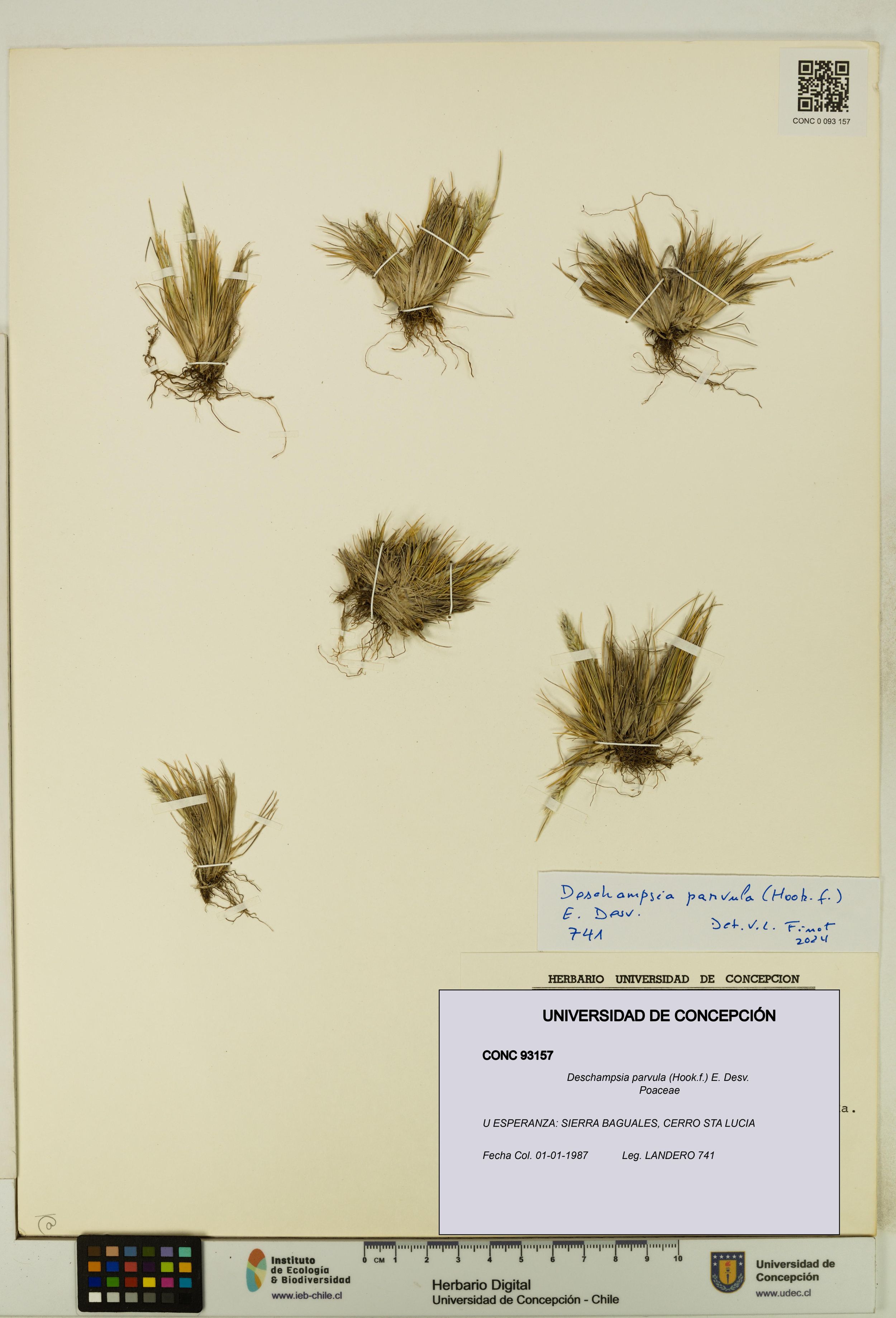 Deschampsia parvula [Espécimen: ]