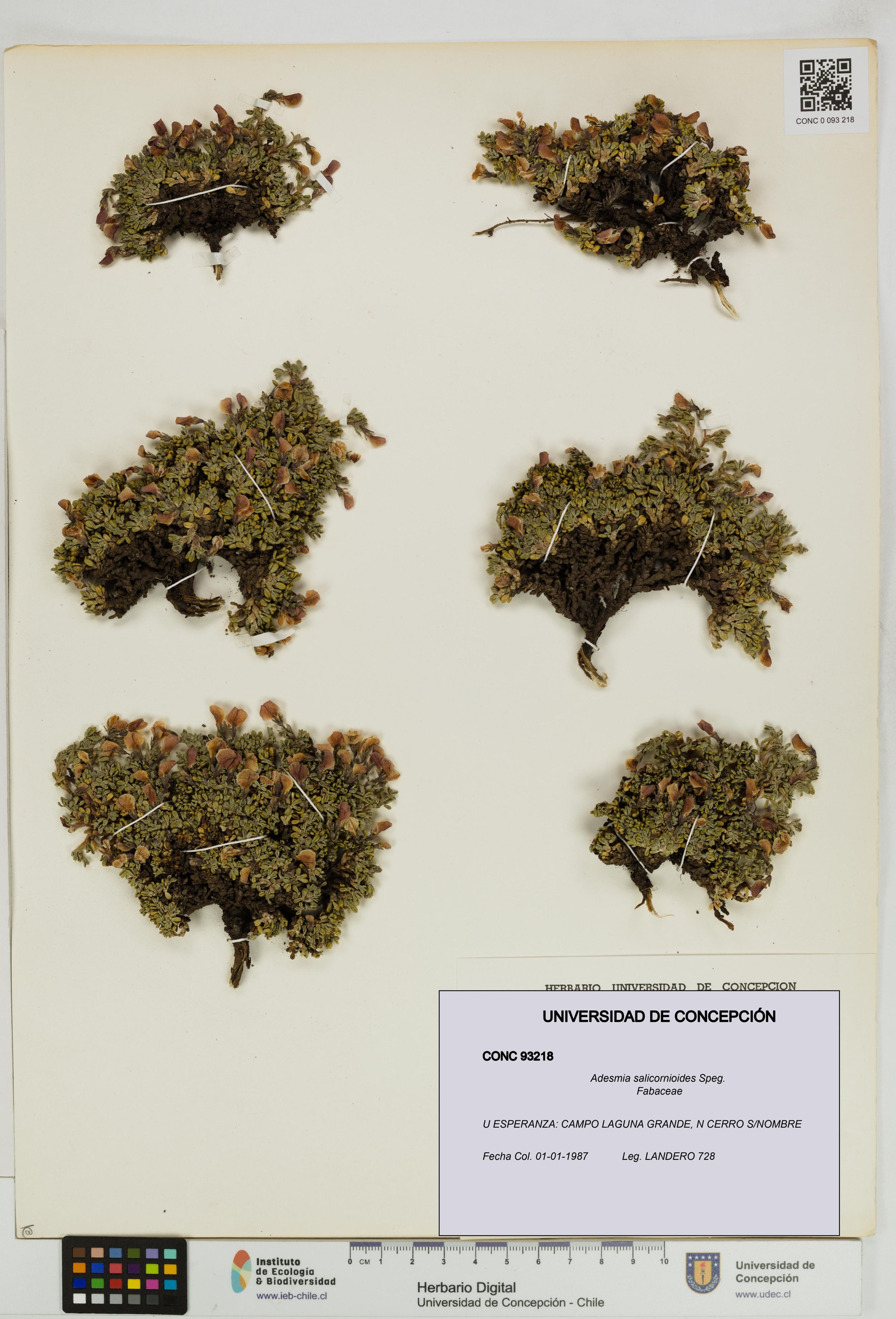 Adesmia salicornioides [Espécimen: ]