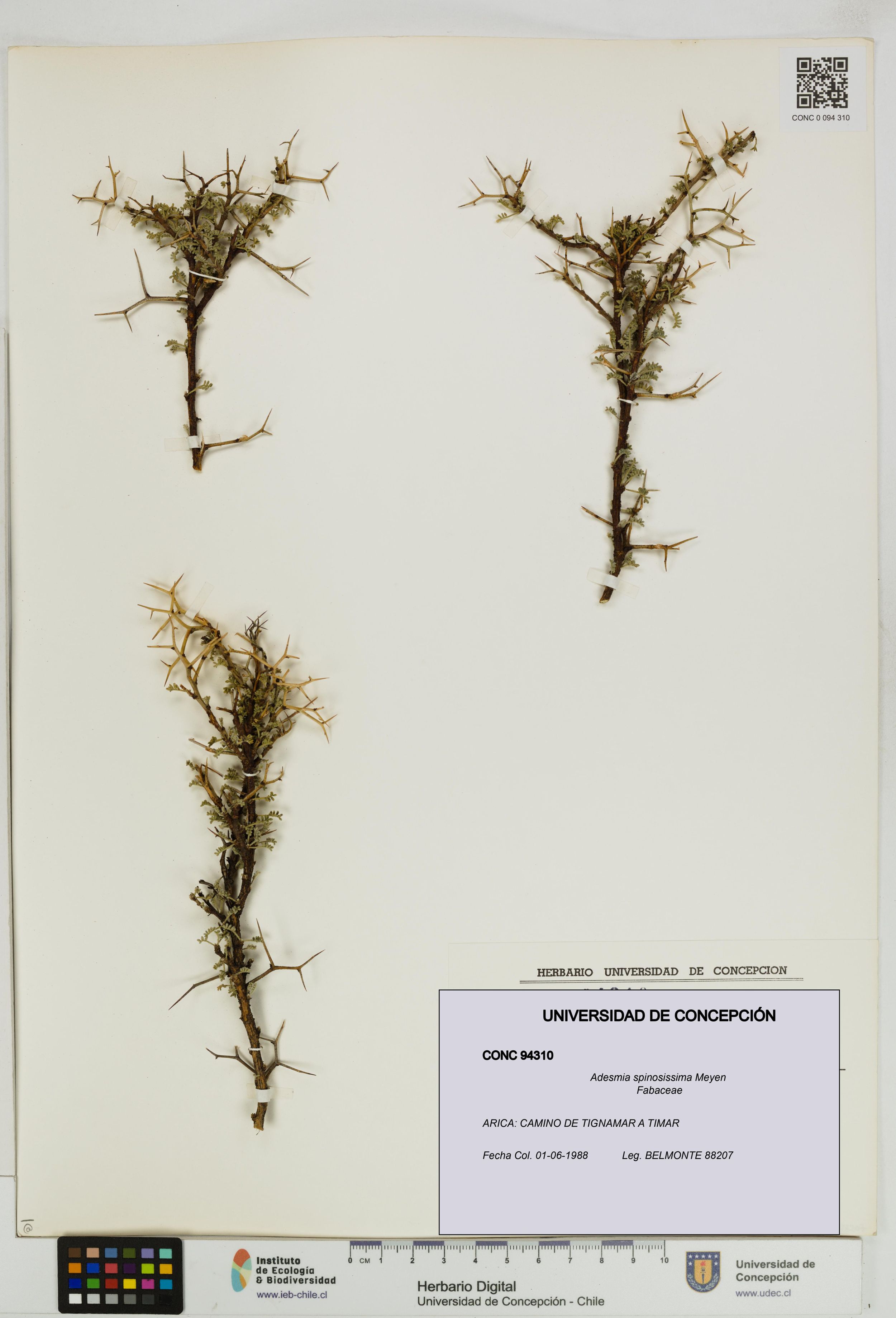 Adesmia spinosissima [Espécimen: ]