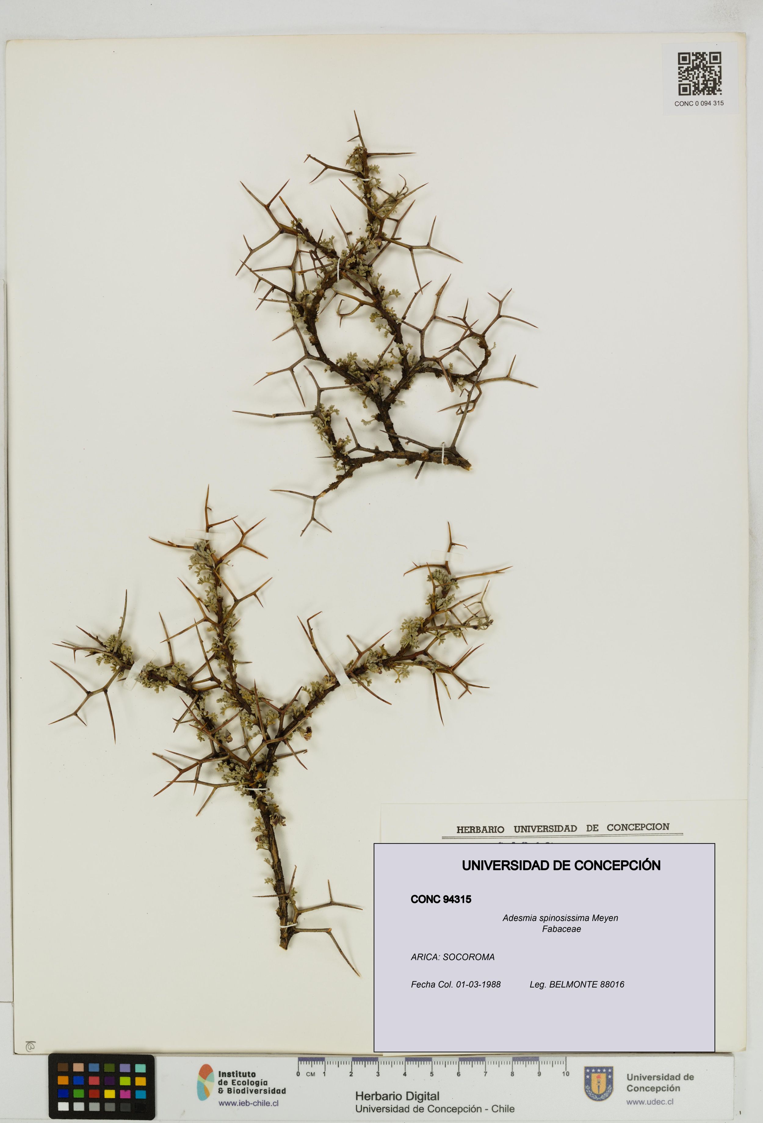 Adesmia spinosissima [Espécimen: ]