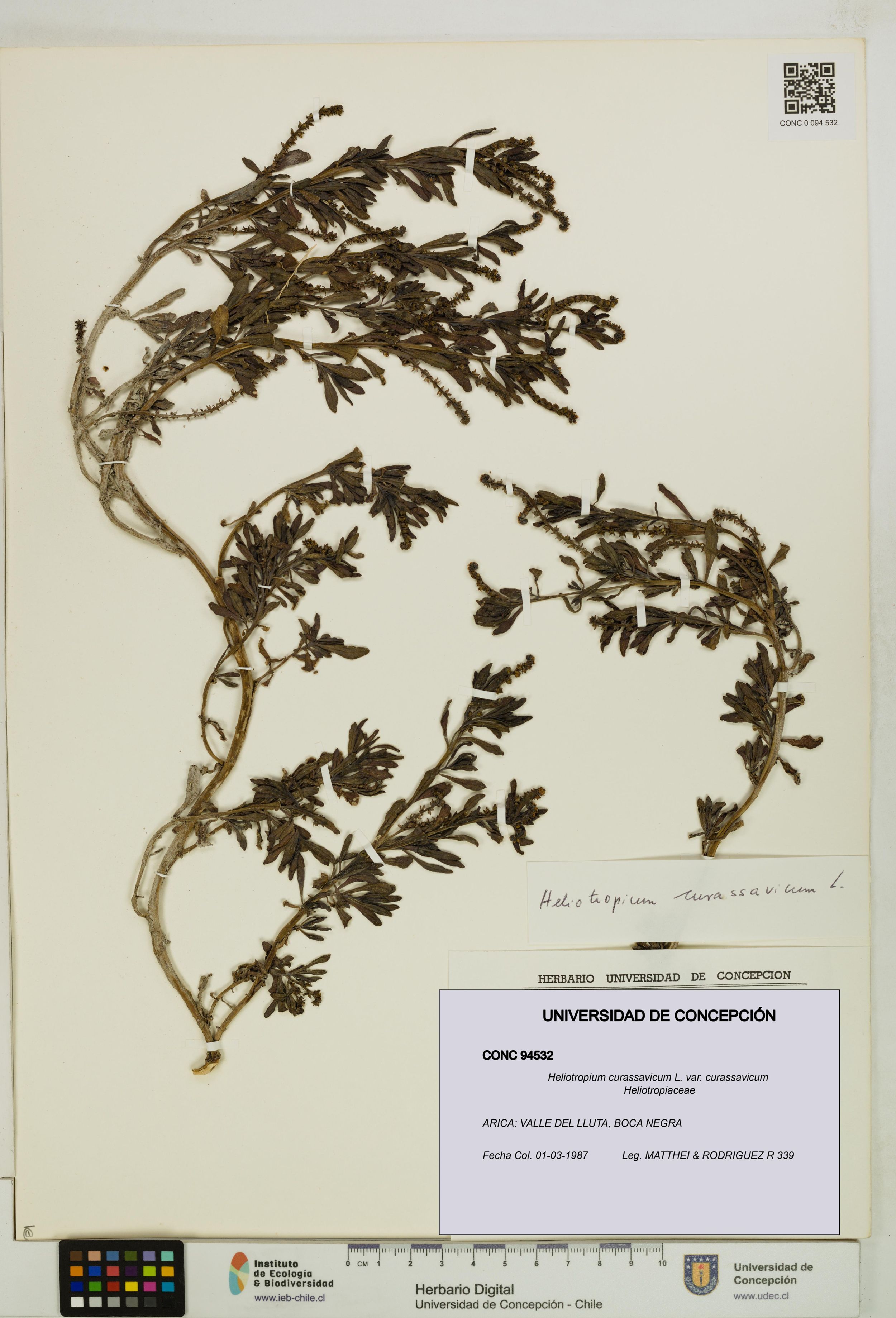 Heliotropium curassavicum var. curassavicum [Espécimen: ]