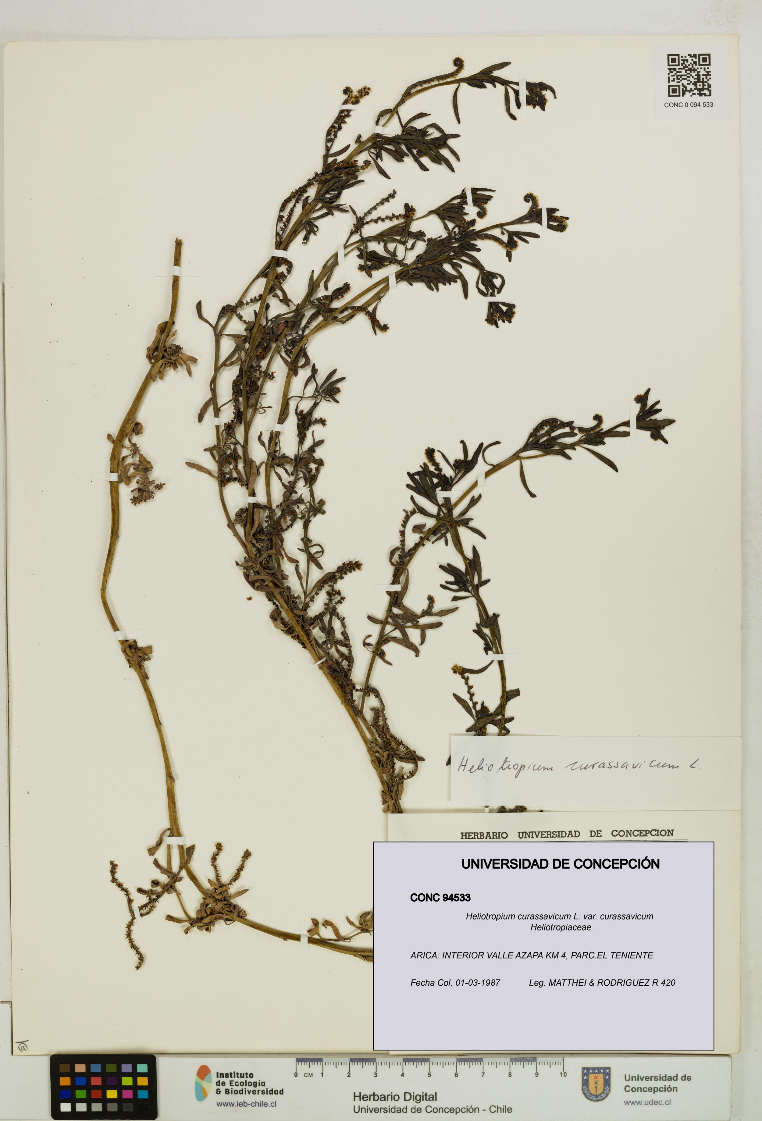 Heliotropium curassavicum var. curassavicum [Espécimen: ]