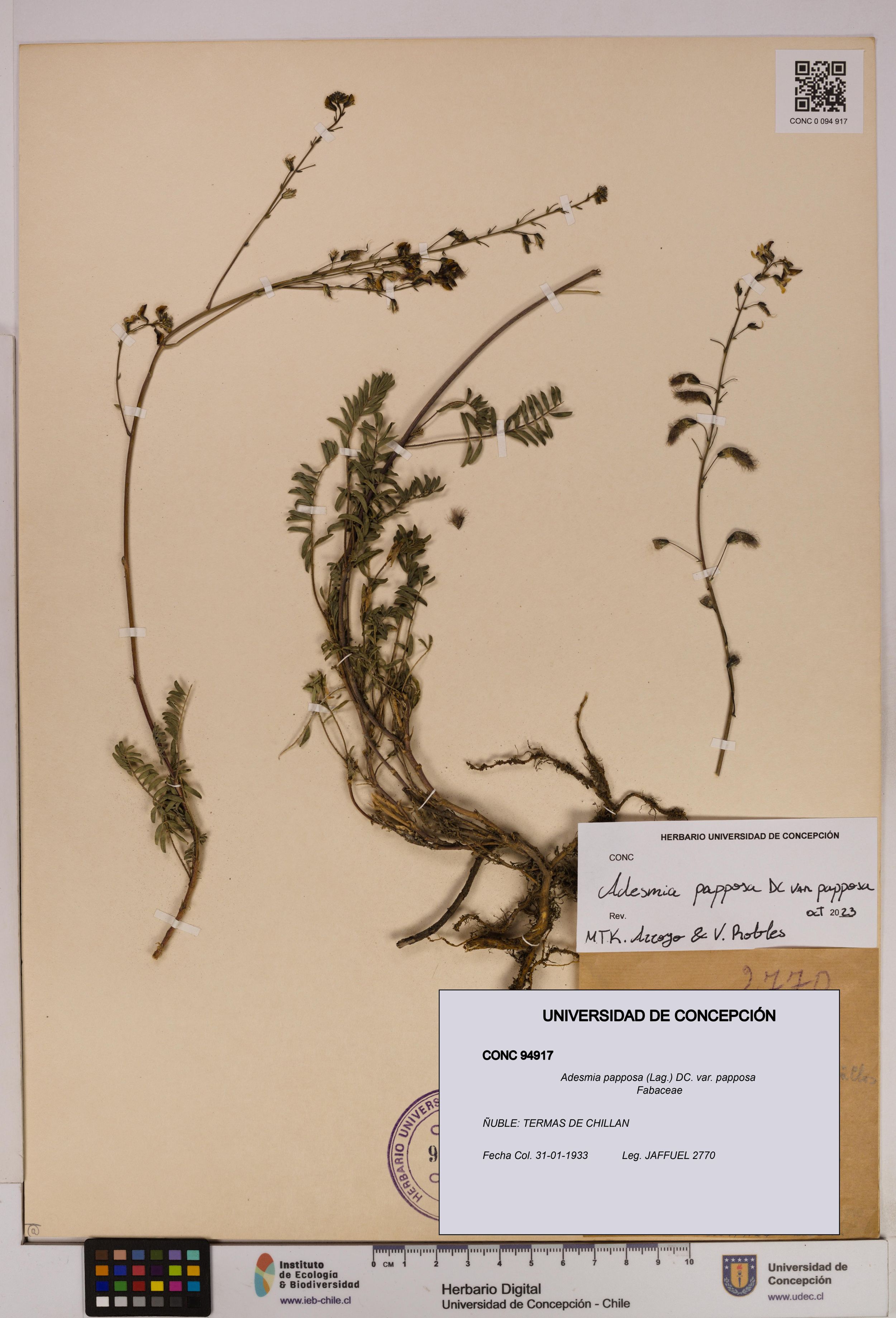 Adesmia papposa var. papposa [Espécimen: ]