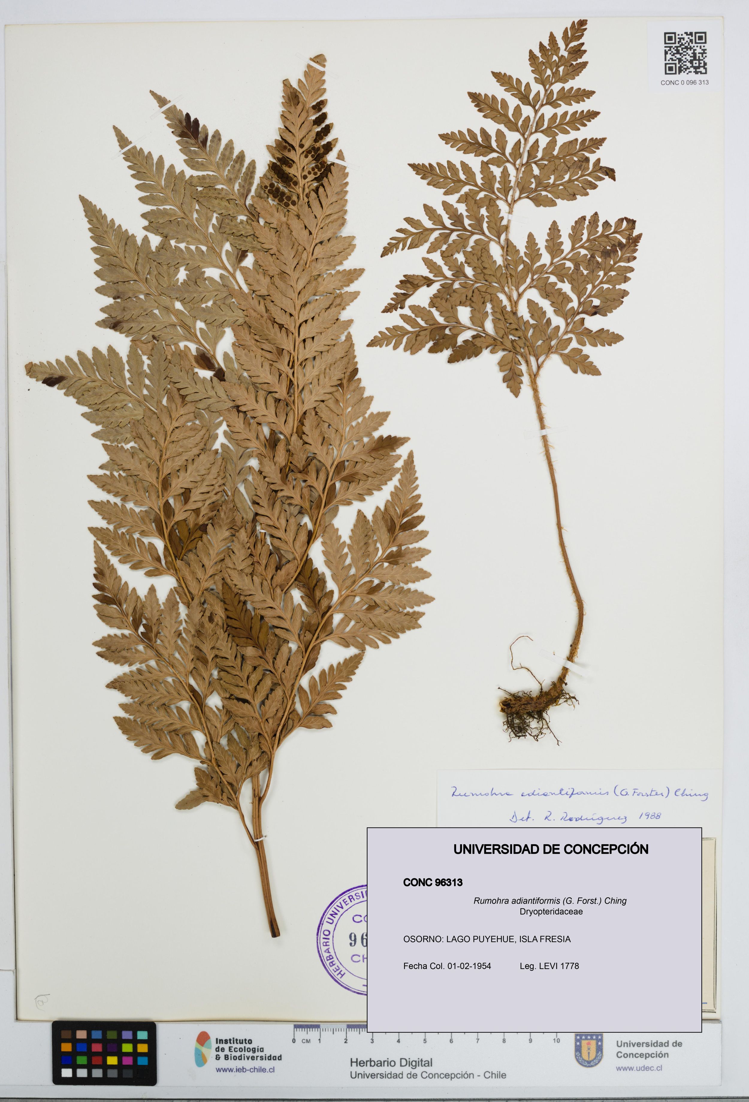 Rumohra adiantiformis [Espécimen: ]