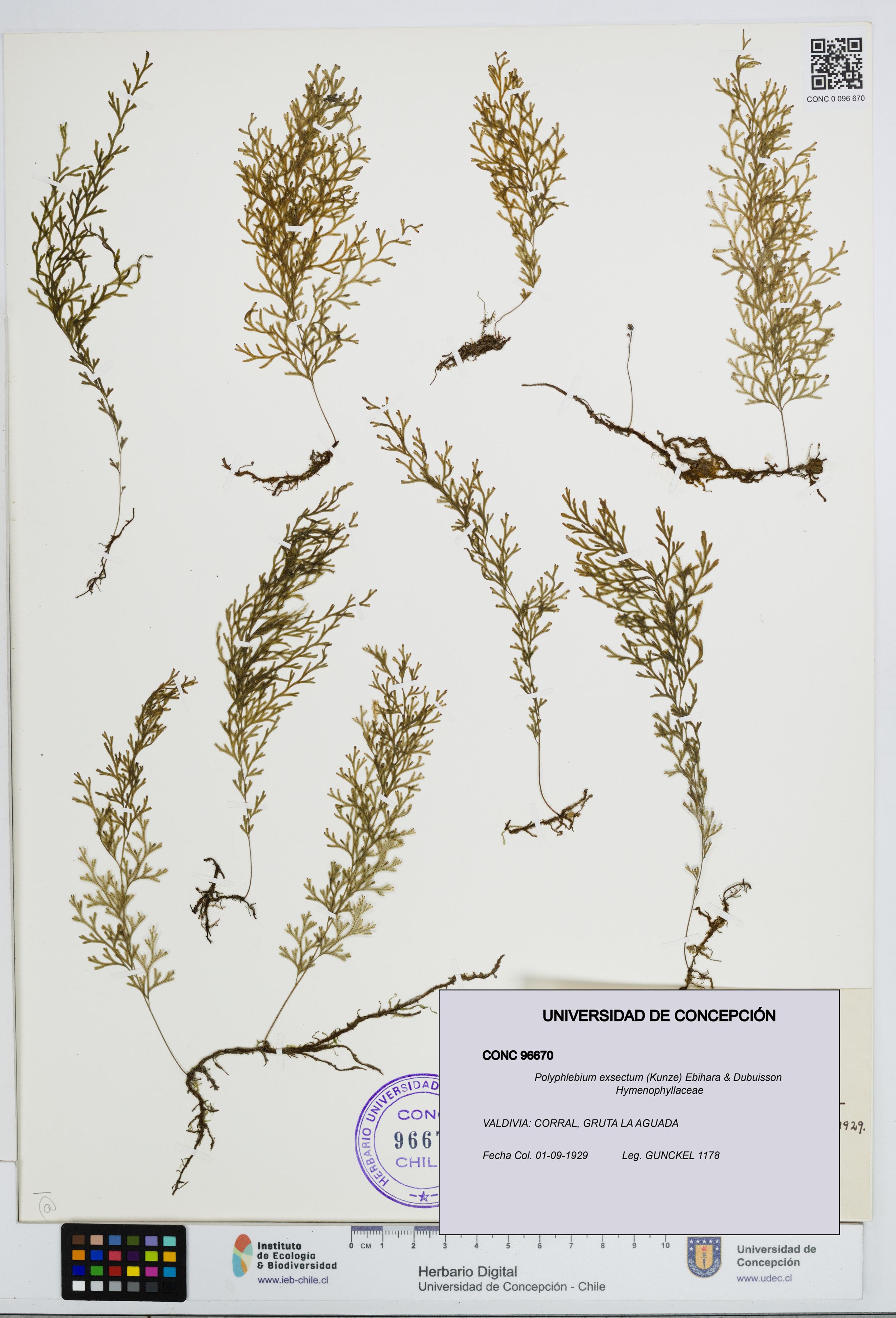 Polyphlebium exsectum [Espécimen: ]