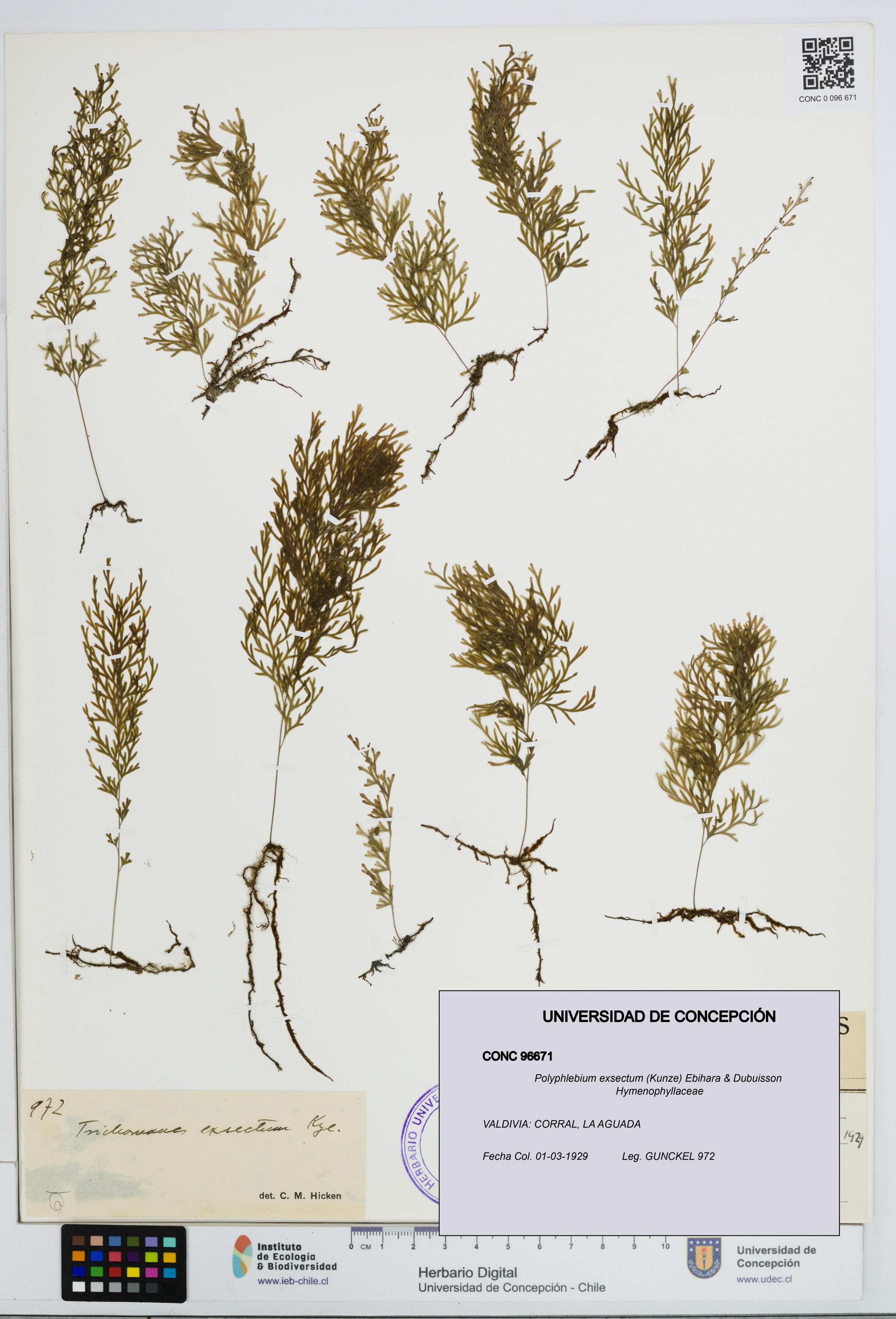 Polyphlebium exsectum [Espécimen: ]