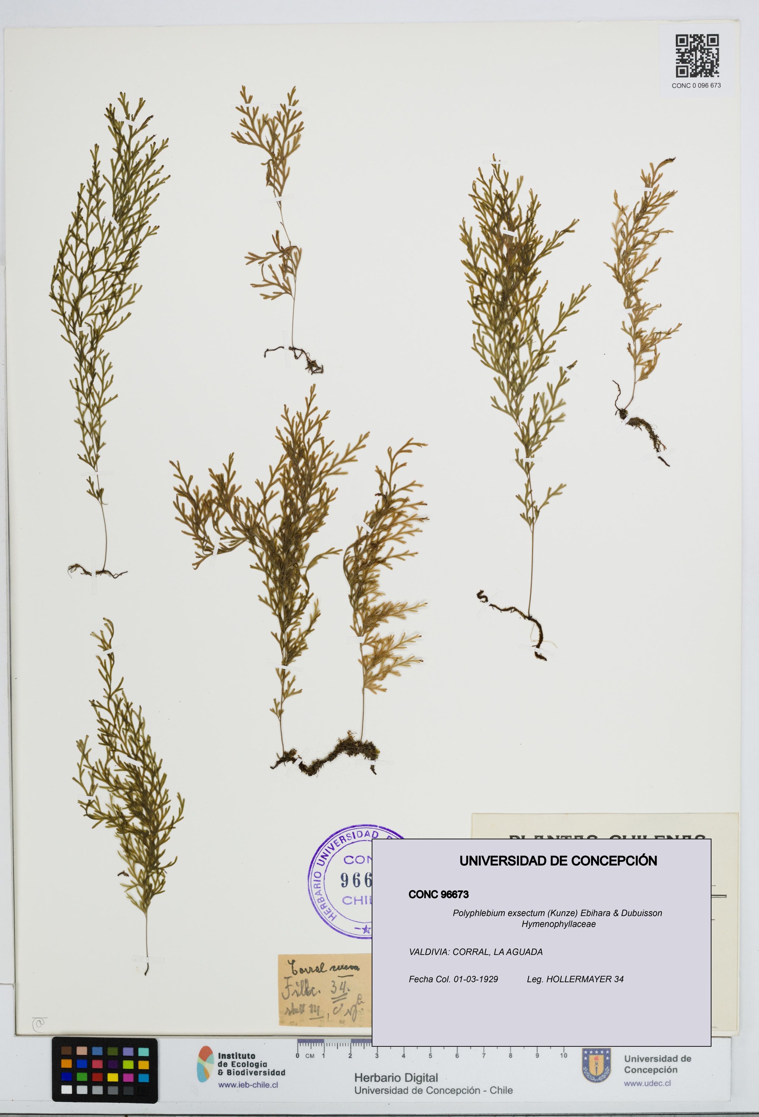 Polyphlebium exsectum [Espécimen: ]