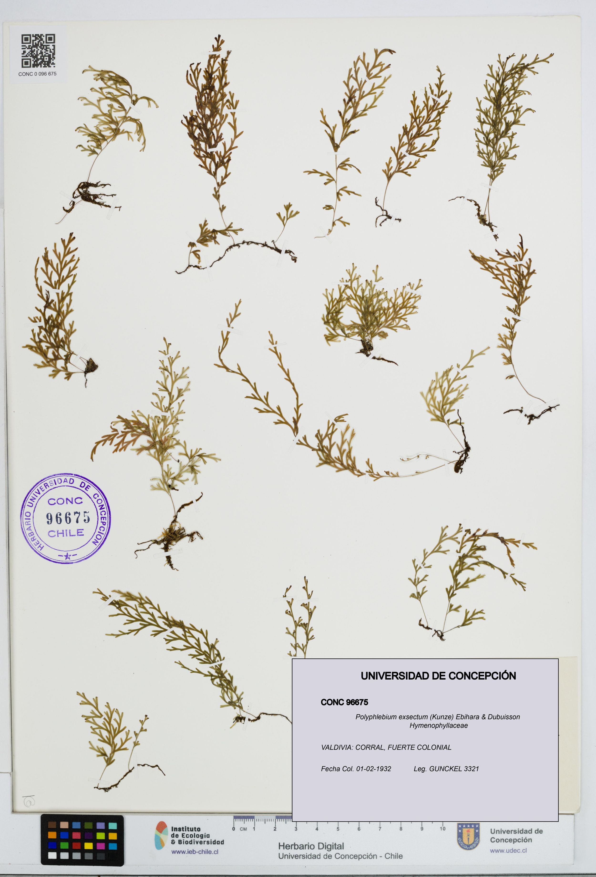 Polyphlebium exsectum [Espécimen: ]