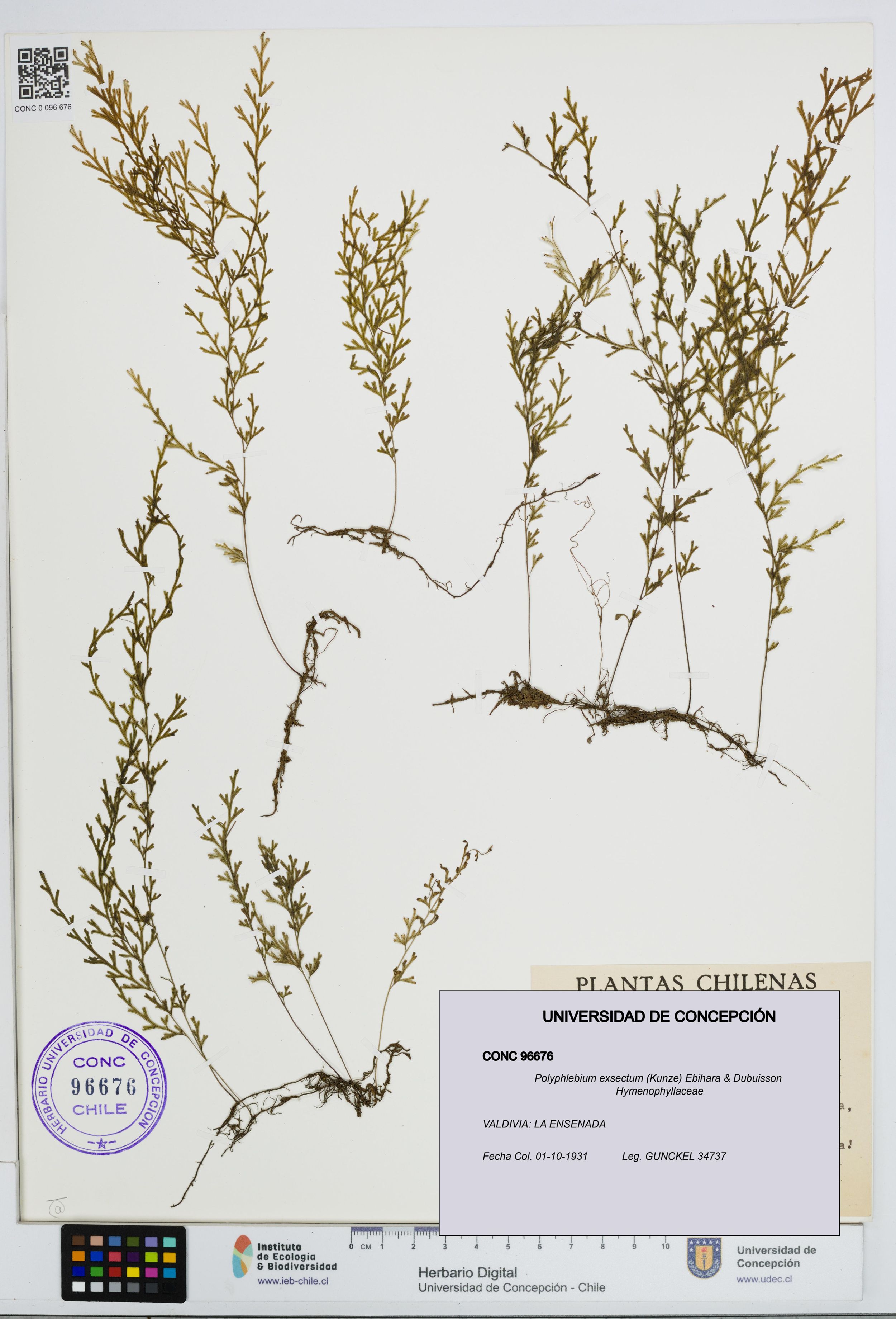 Polyphlebium exsectum [Espécimen: ]