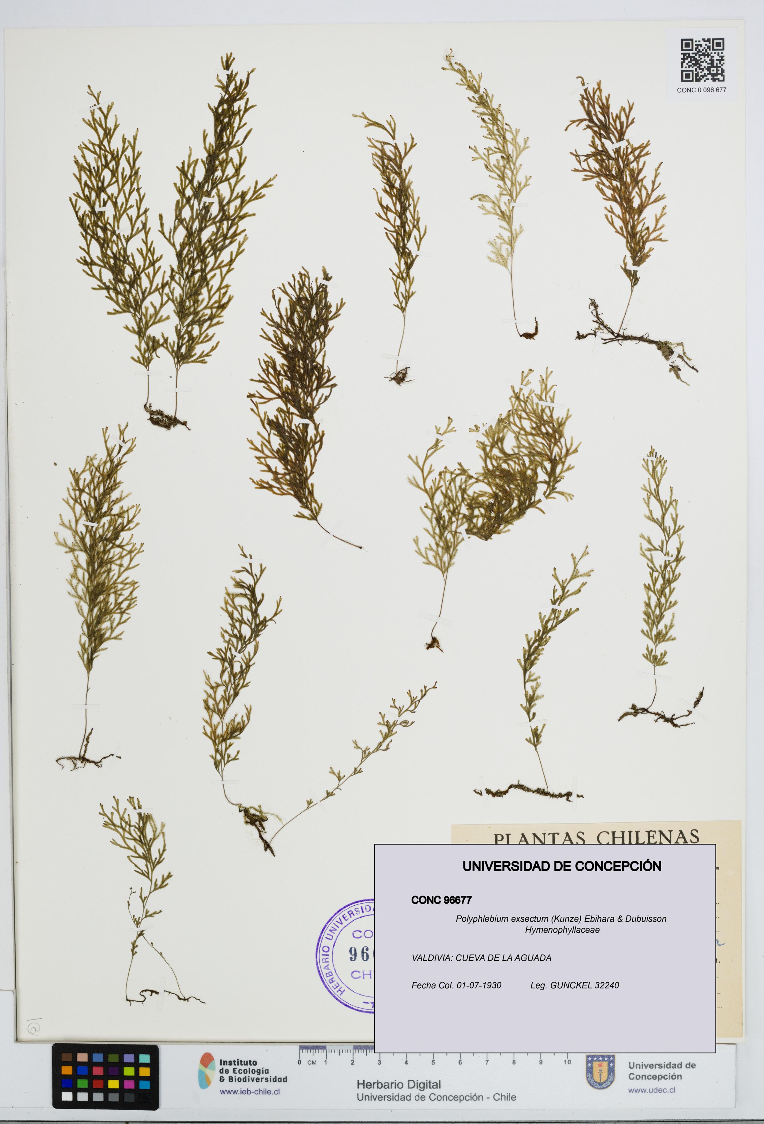 Polyphlebium exsectum [Espécimen: ]