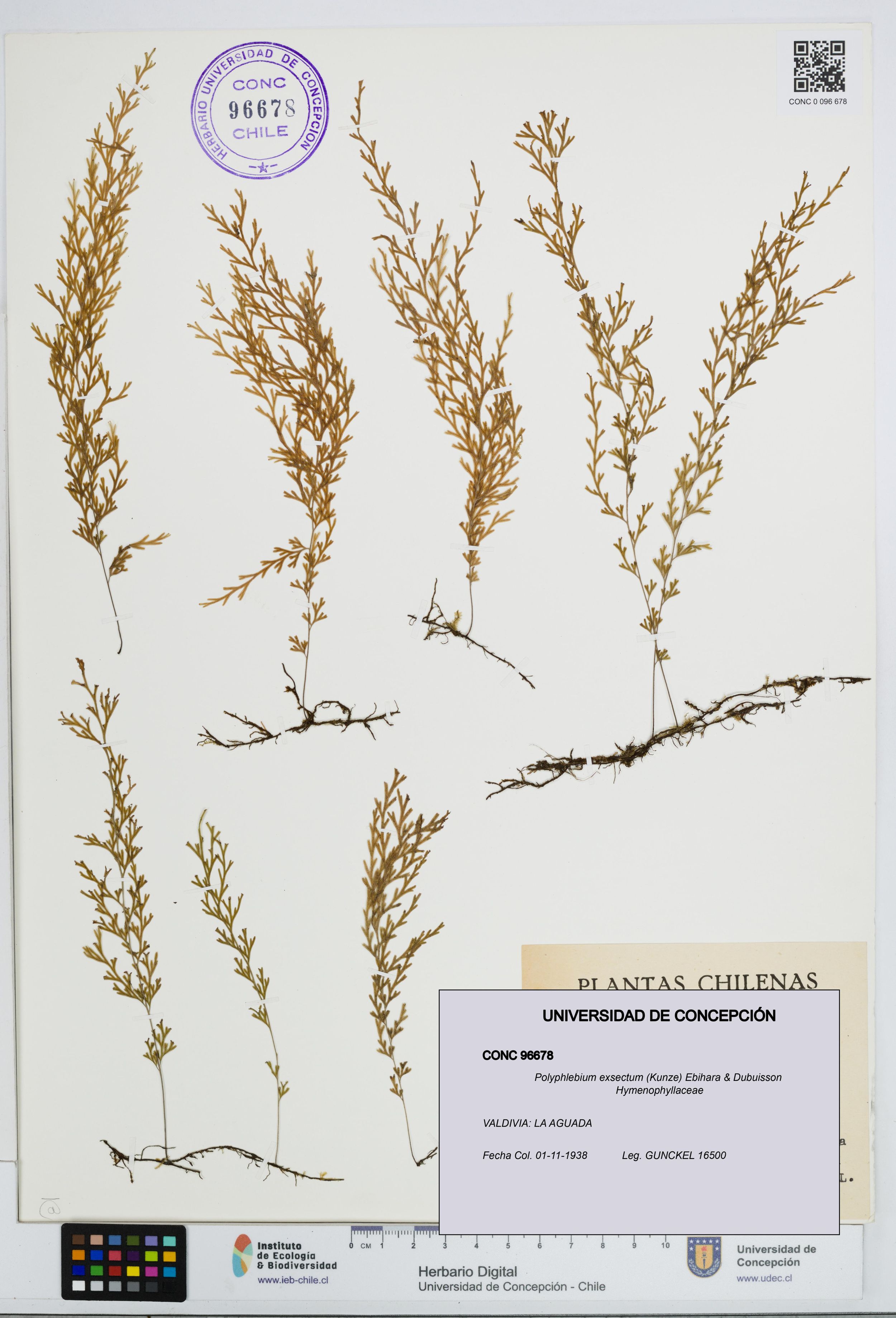 Polyphlebium exsectum [Espécimen: ]