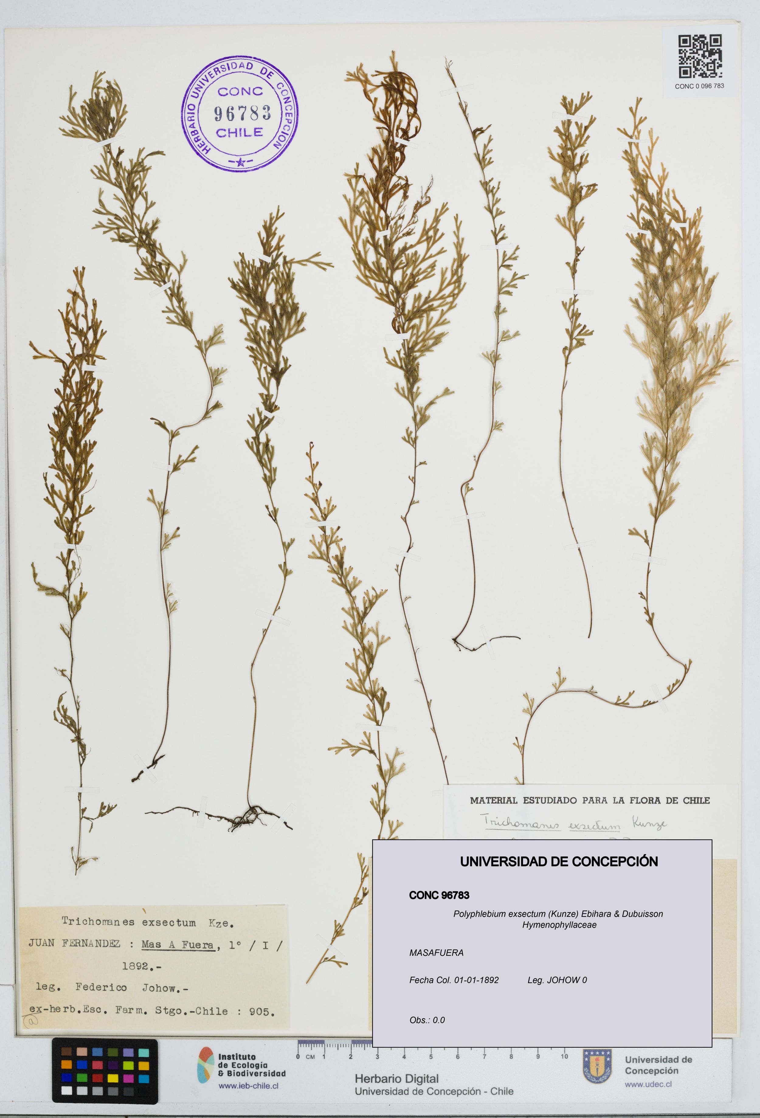 Polyphlebium exsectum [Espécimen: ]