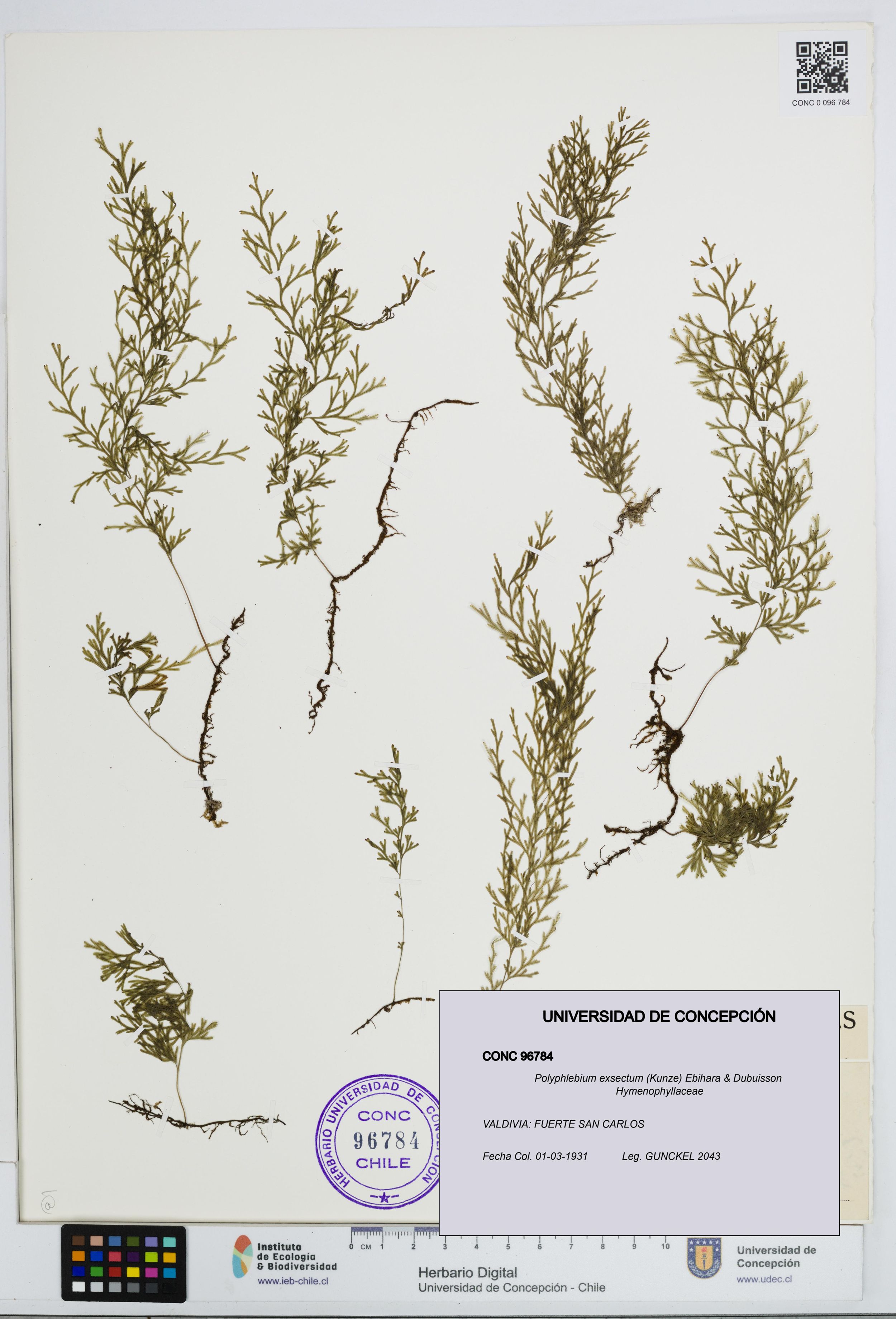 Polyphlebium exsectum [Espécimen: ]
