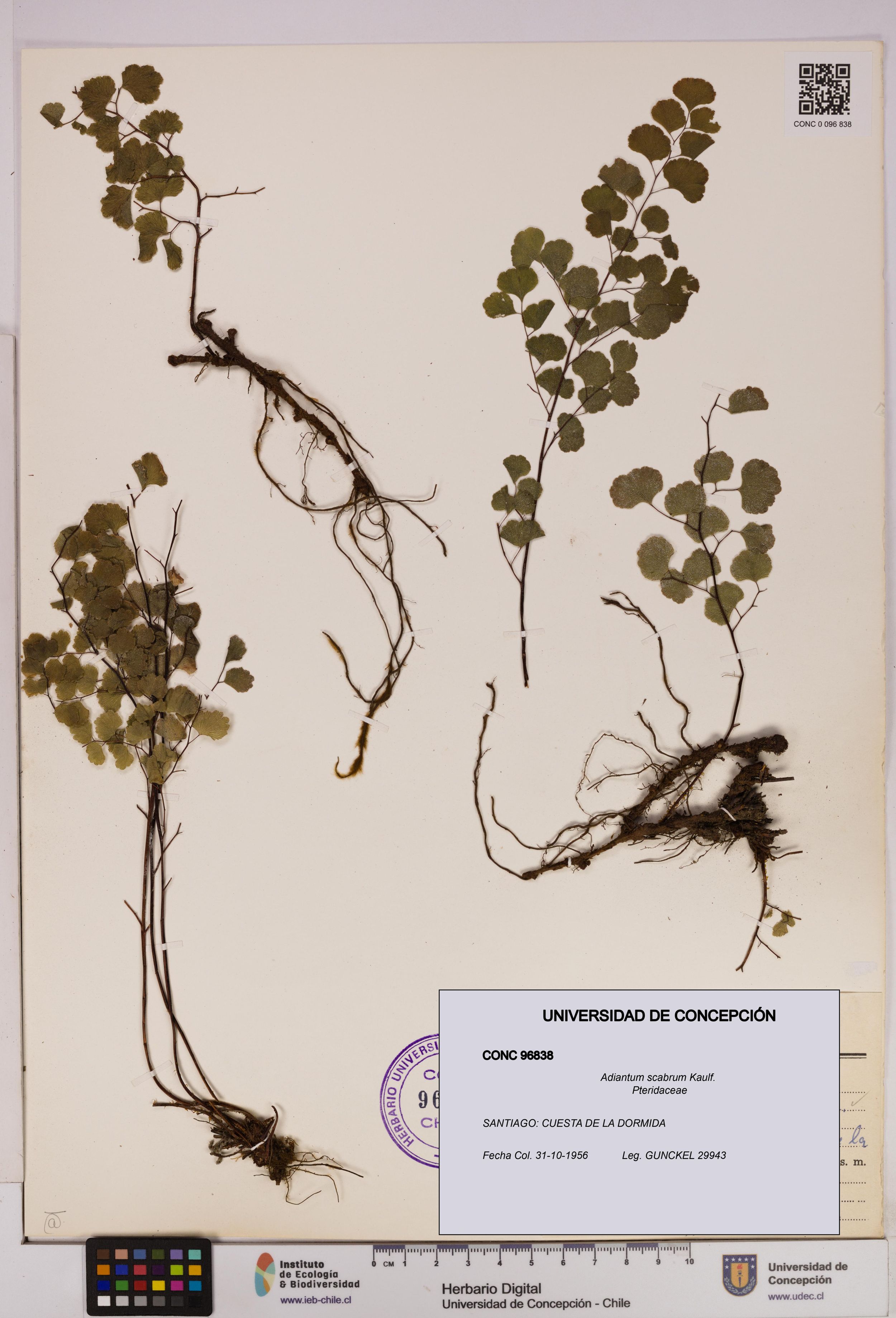 Adiantum scabrum [Espécimen: ]