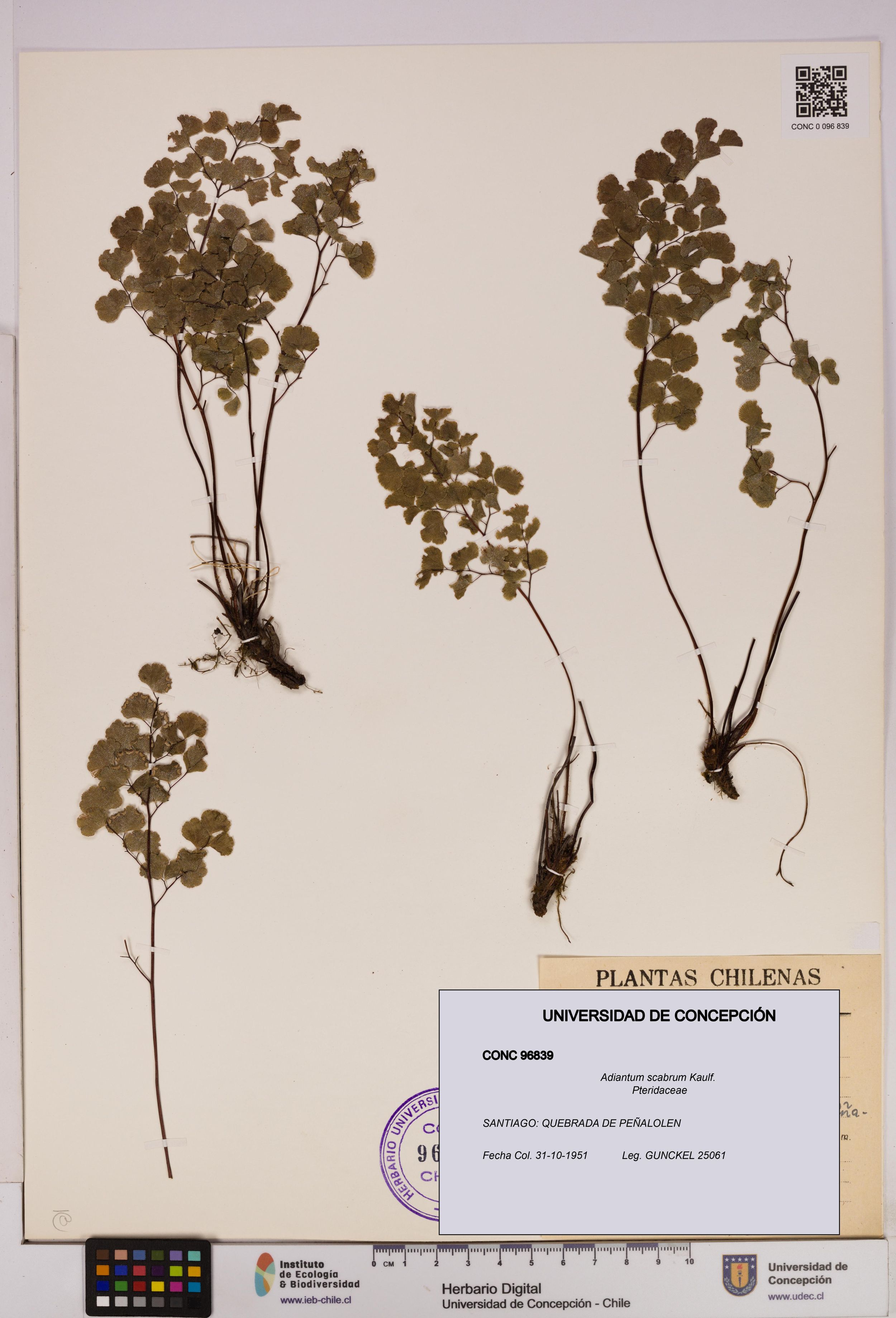 Adiantum scabrum [Espécimen: ]