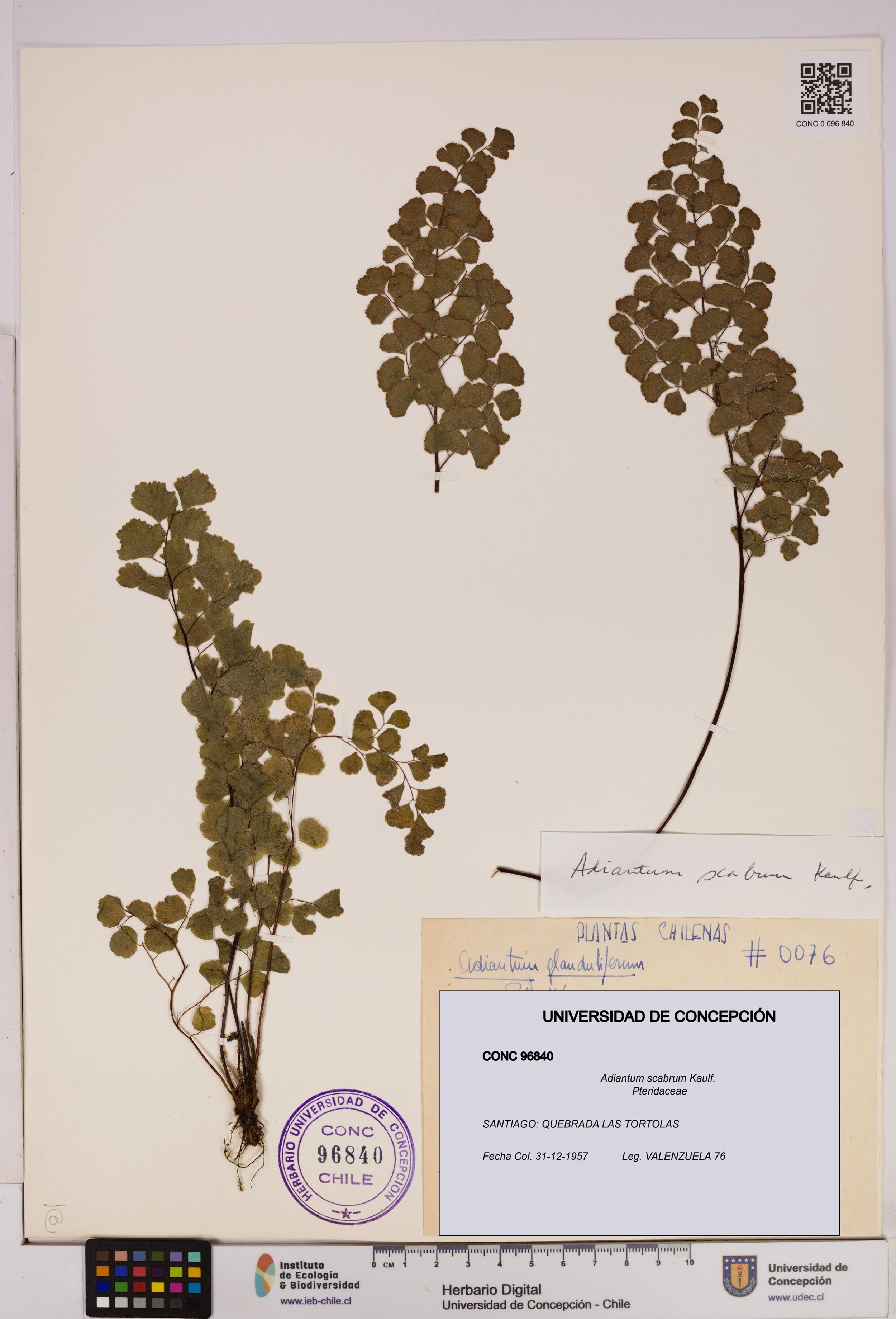 Adiantum scabrum [Espécimen: ]