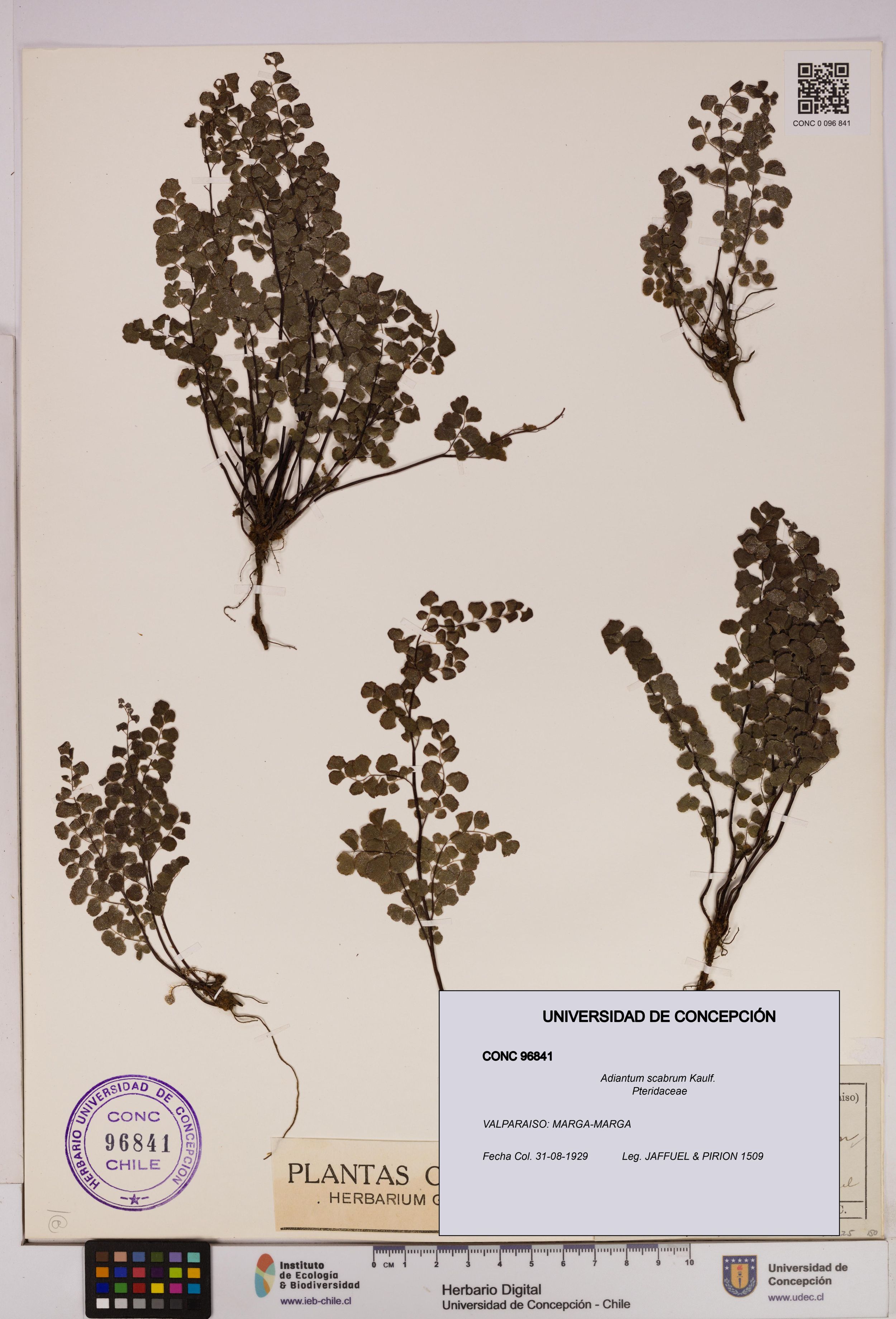 Adiantum scabrum [Espécimen: ]