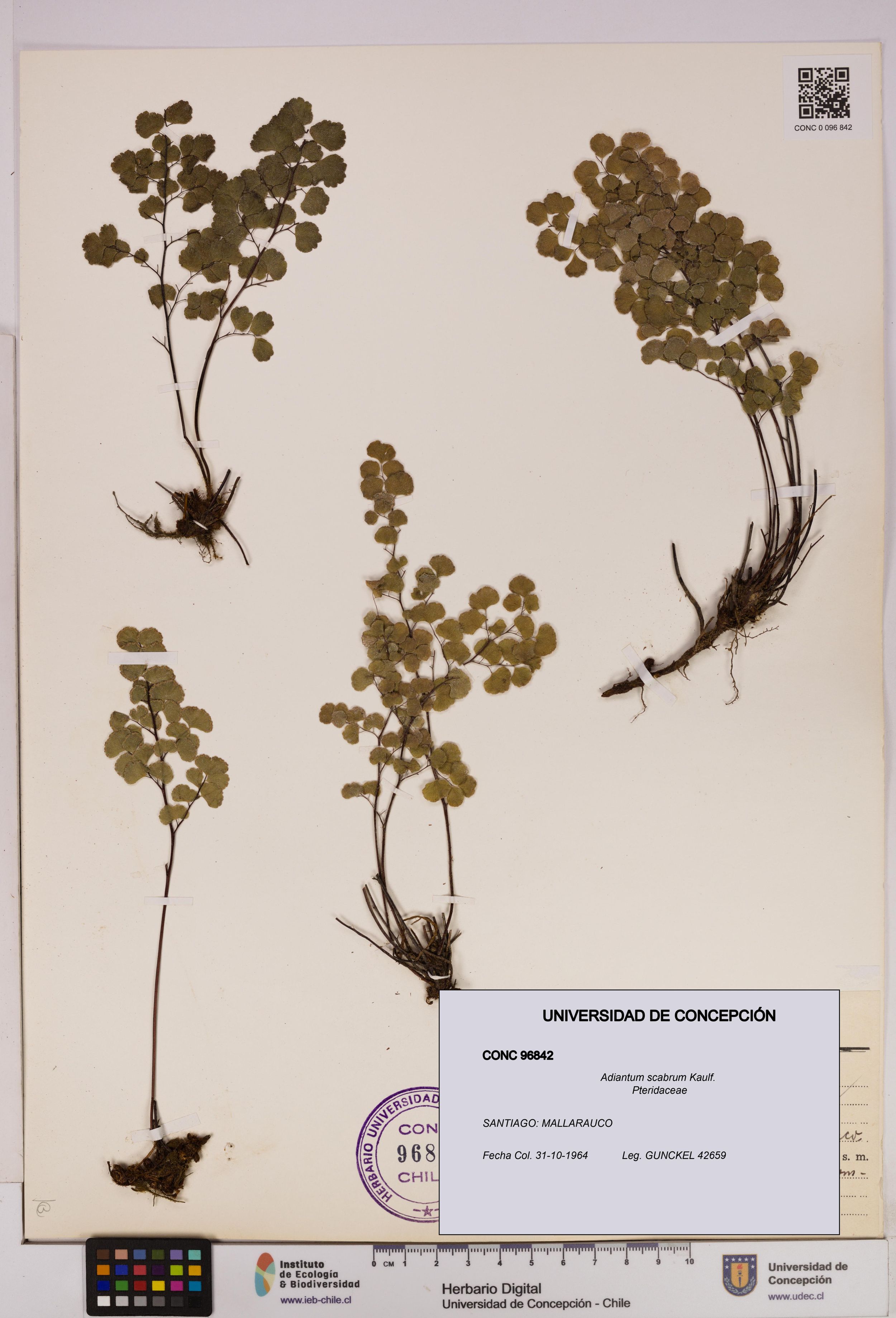 Adiantum scabrum [Espécimen: ]