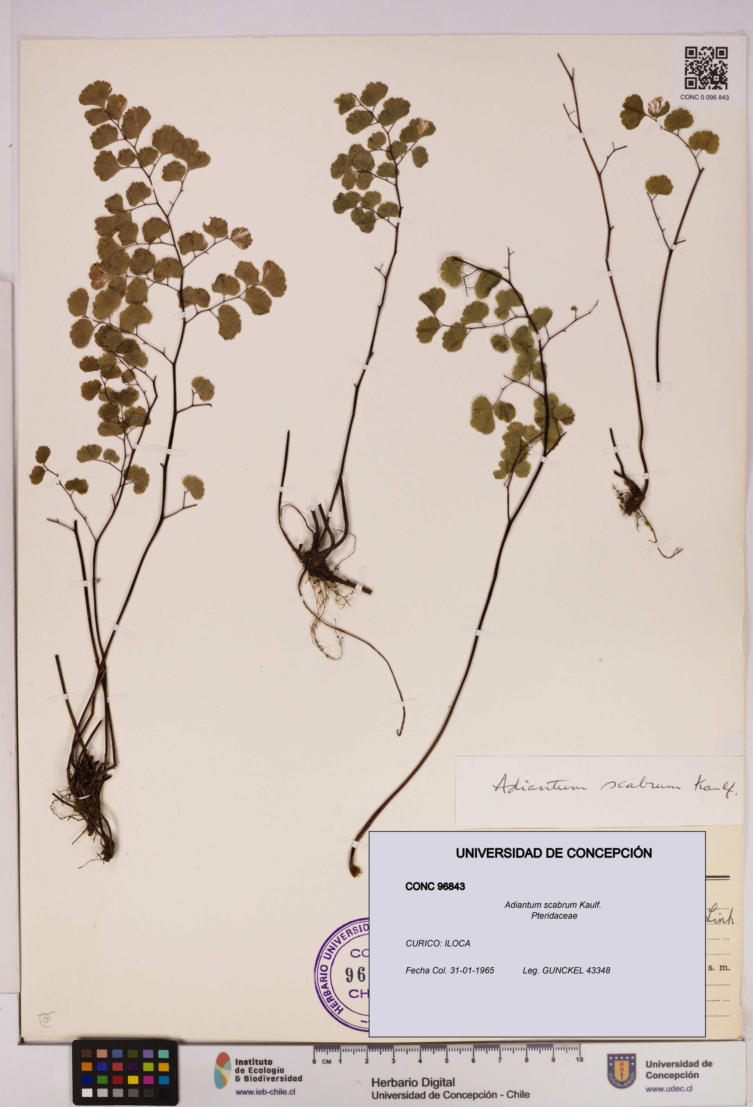 Adiantum scabrum [Espécimen: ]