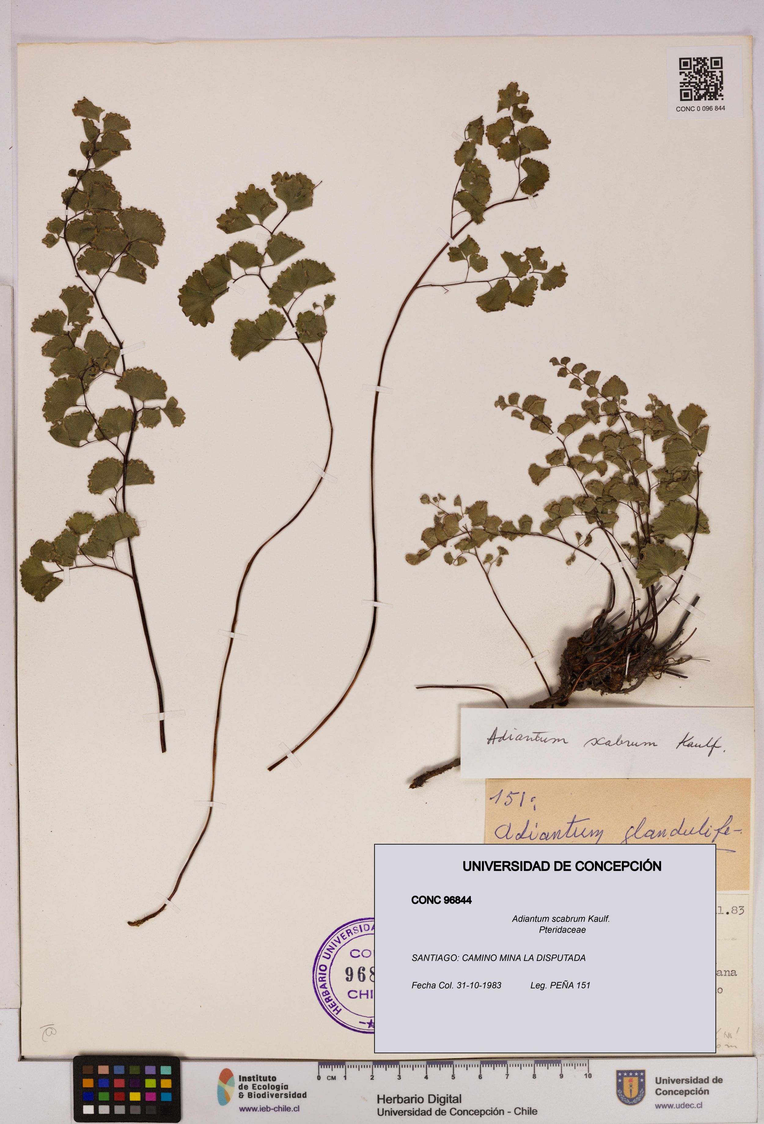 Adiantum scabrum [Espécimen: ]