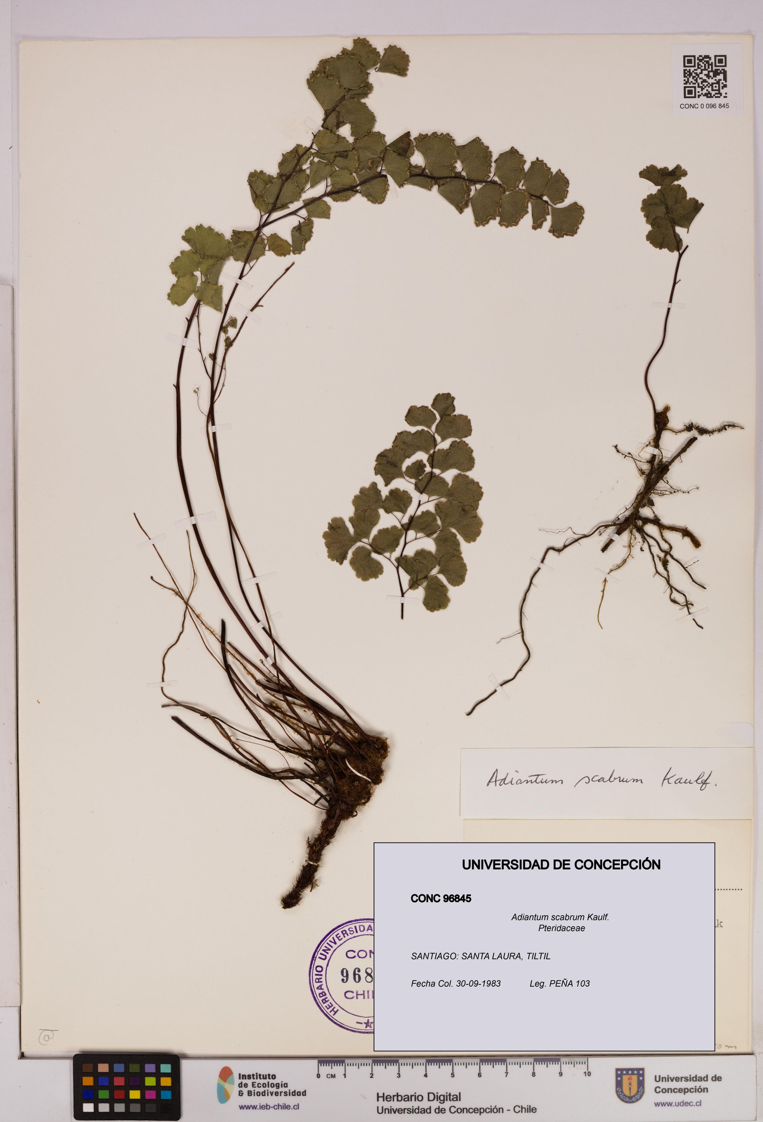 Adiantum scabrum [Espécimen: ]