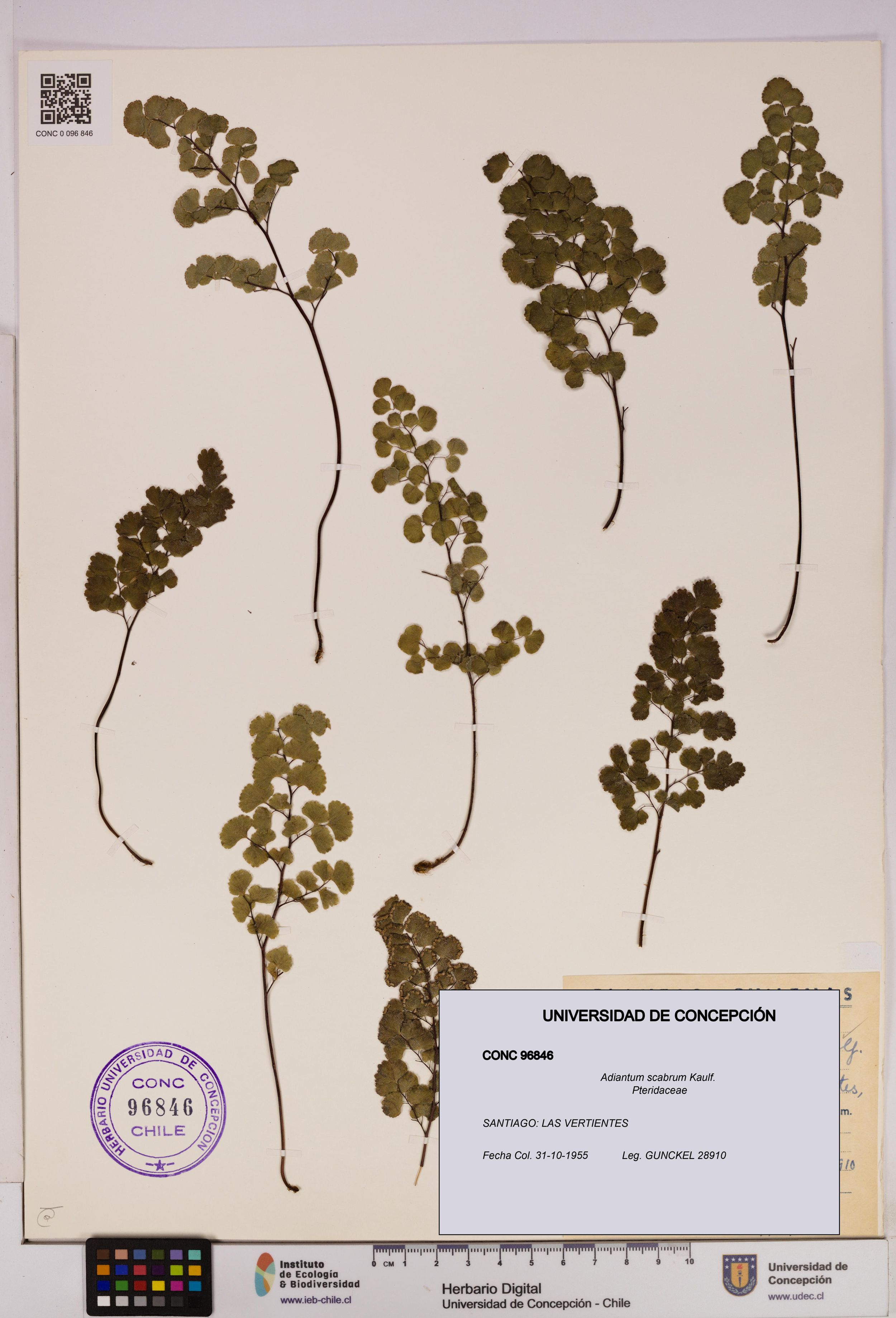 Adiantum scabrum [Espécimen: ]