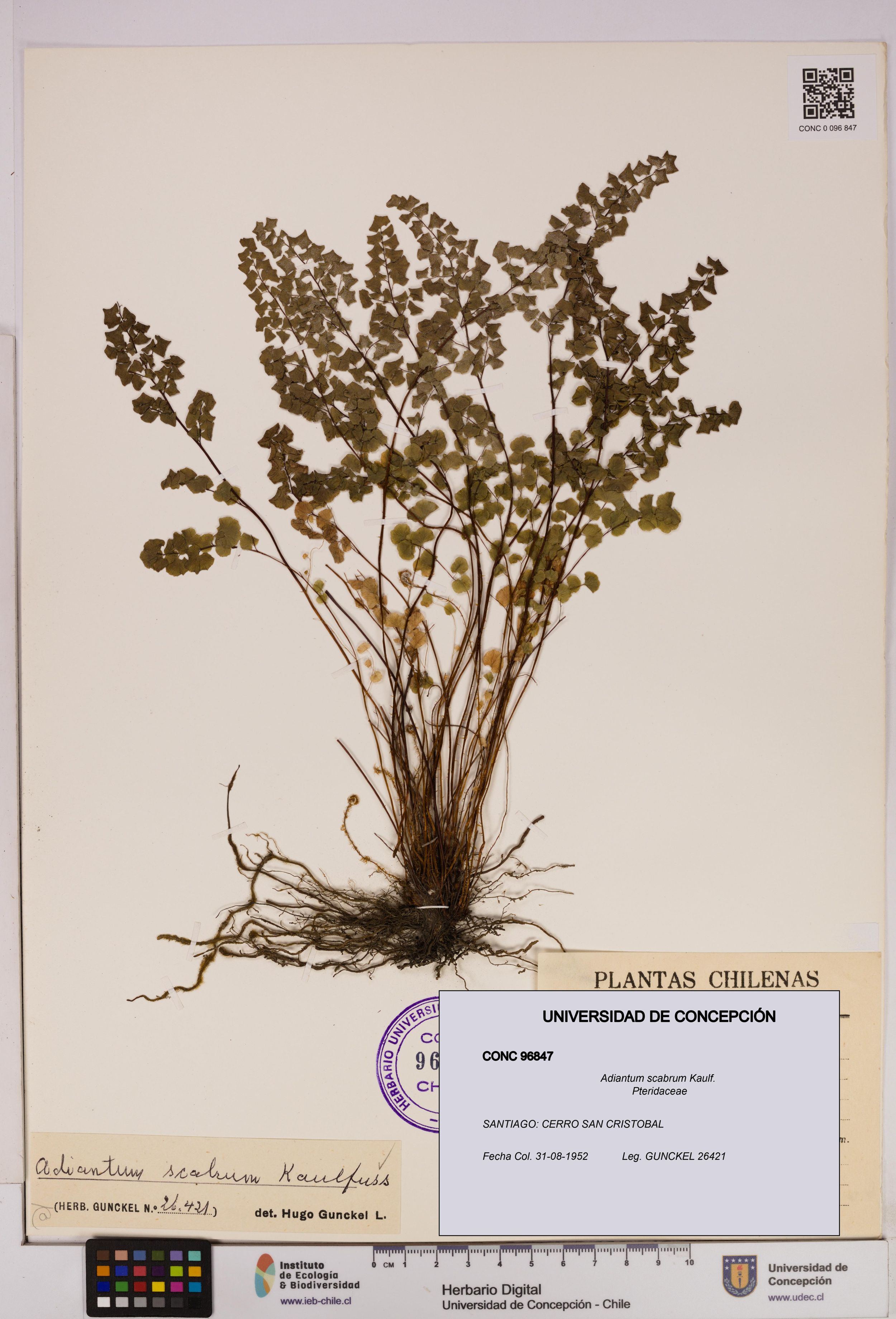Adiantum scabrum [Espécimen: ]