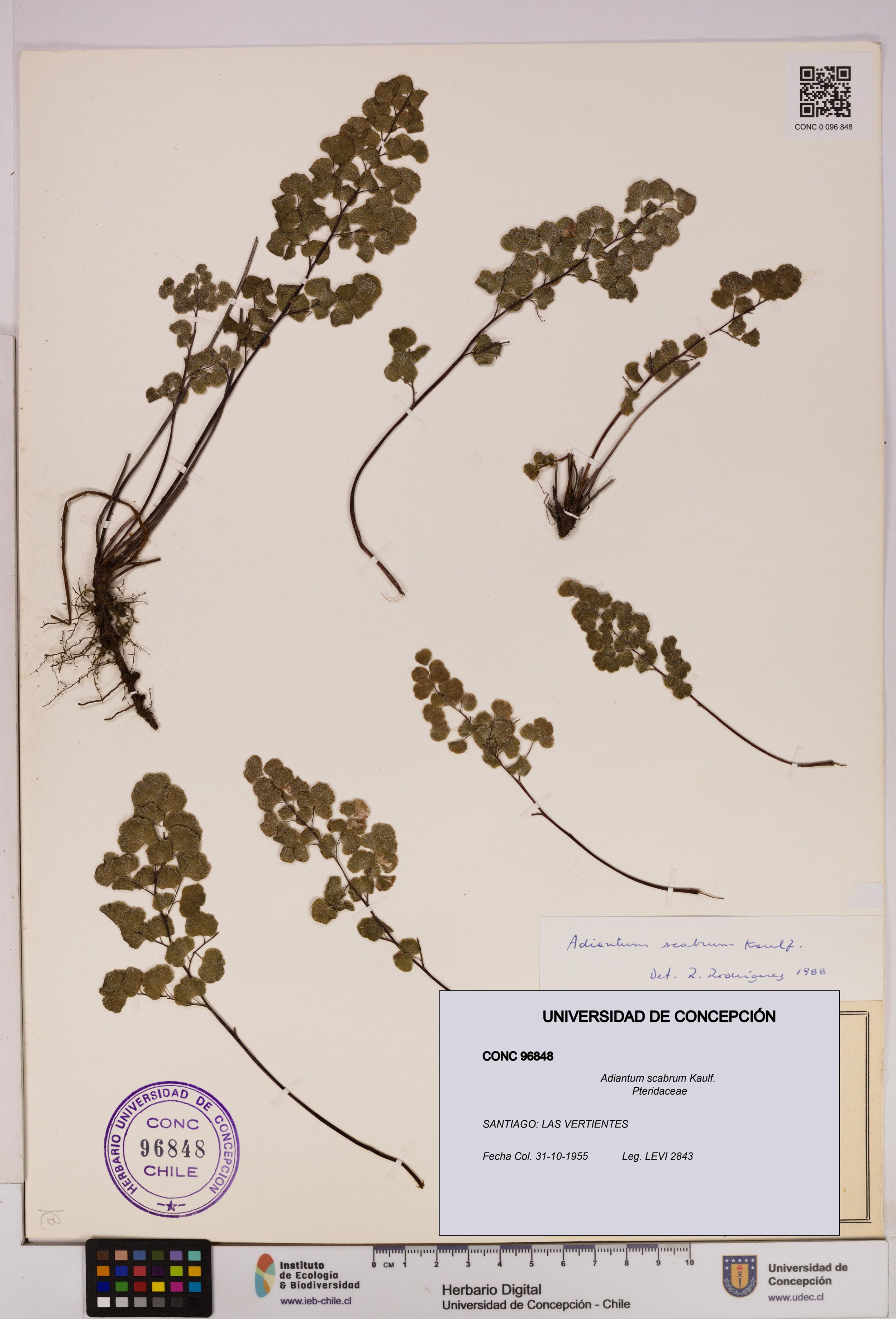 Adiantum scabrum [Espécimen: ]