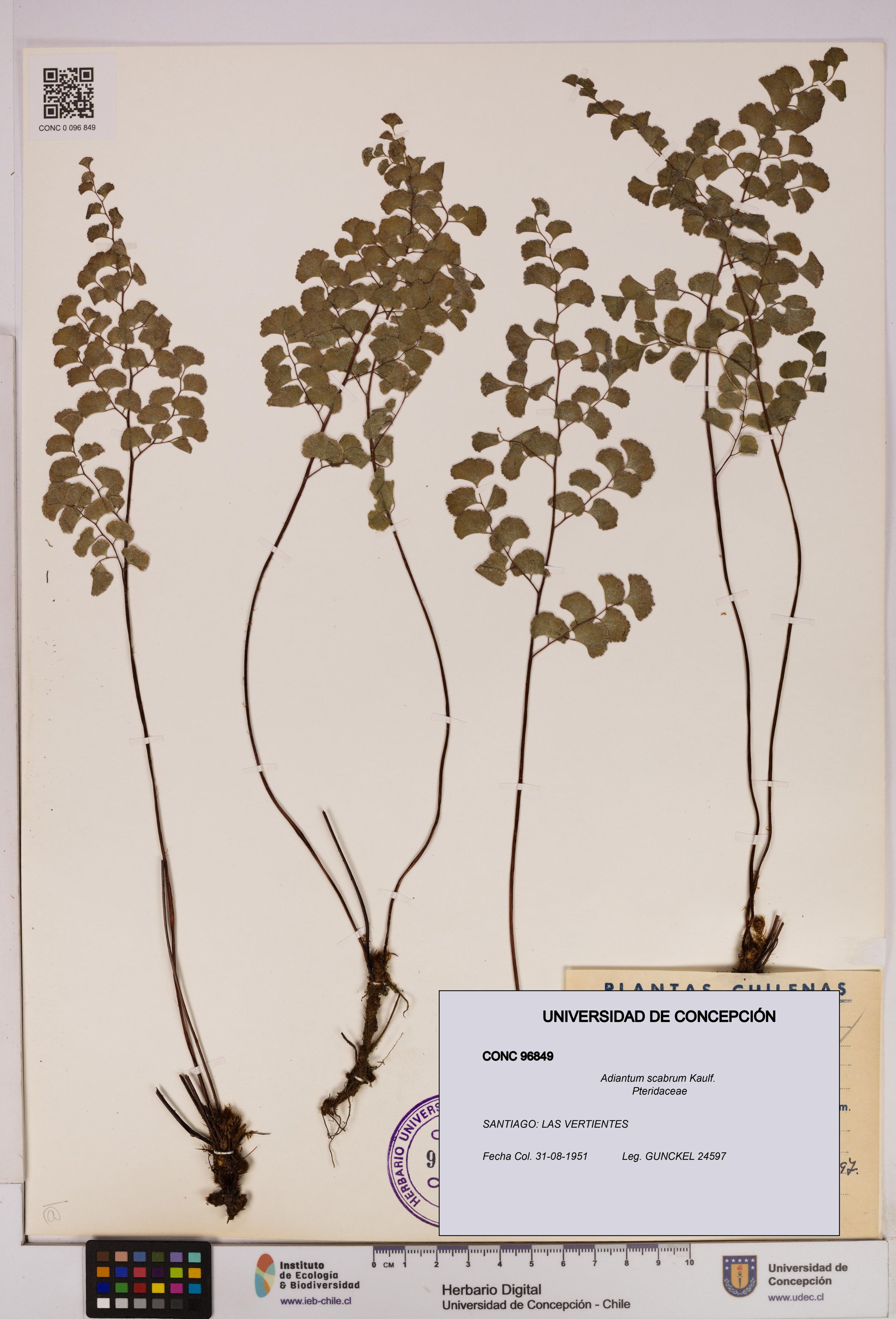 Adiantum scabrum [Espécimen: ]
