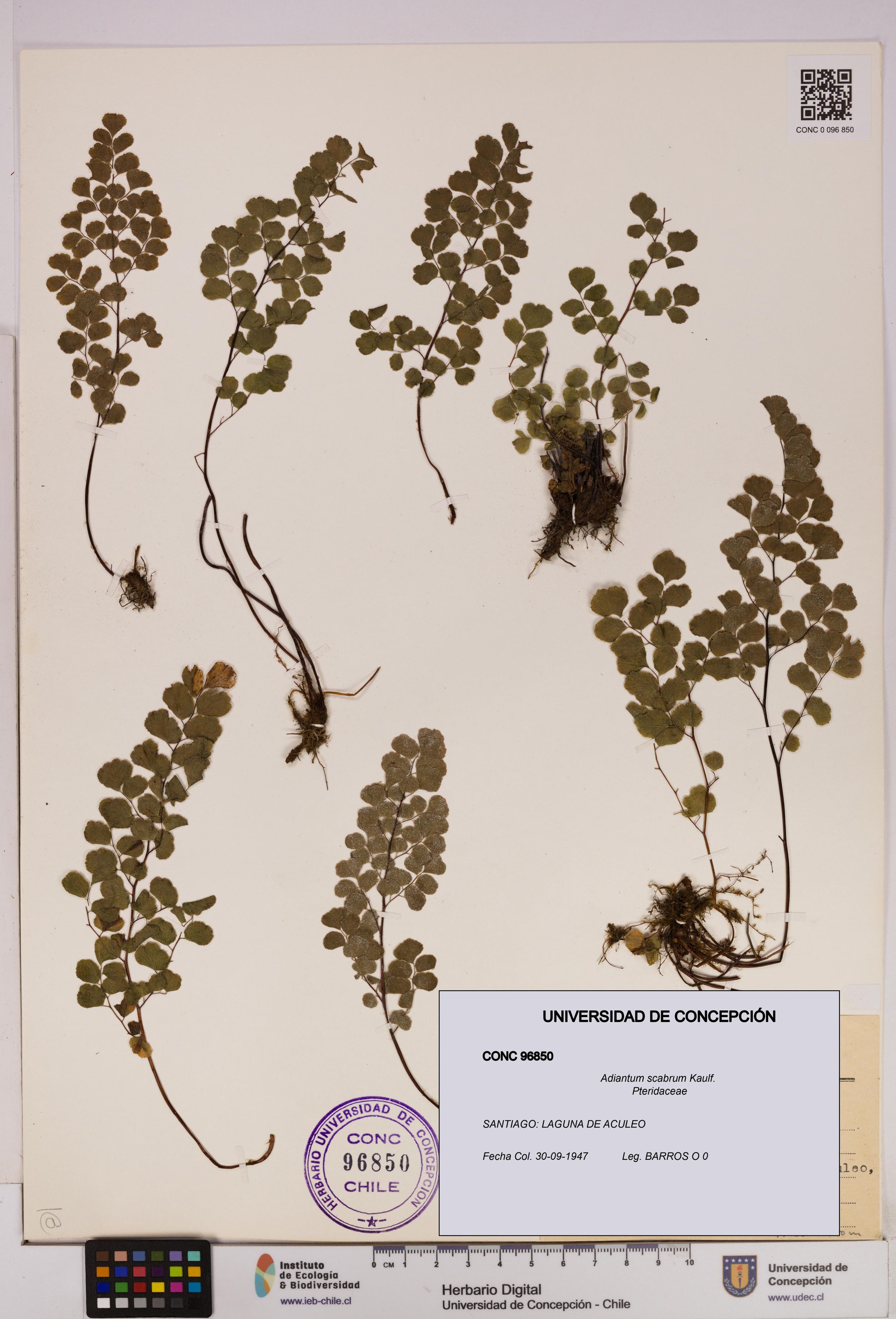 Adiantum scabrum [Espécimen: ]